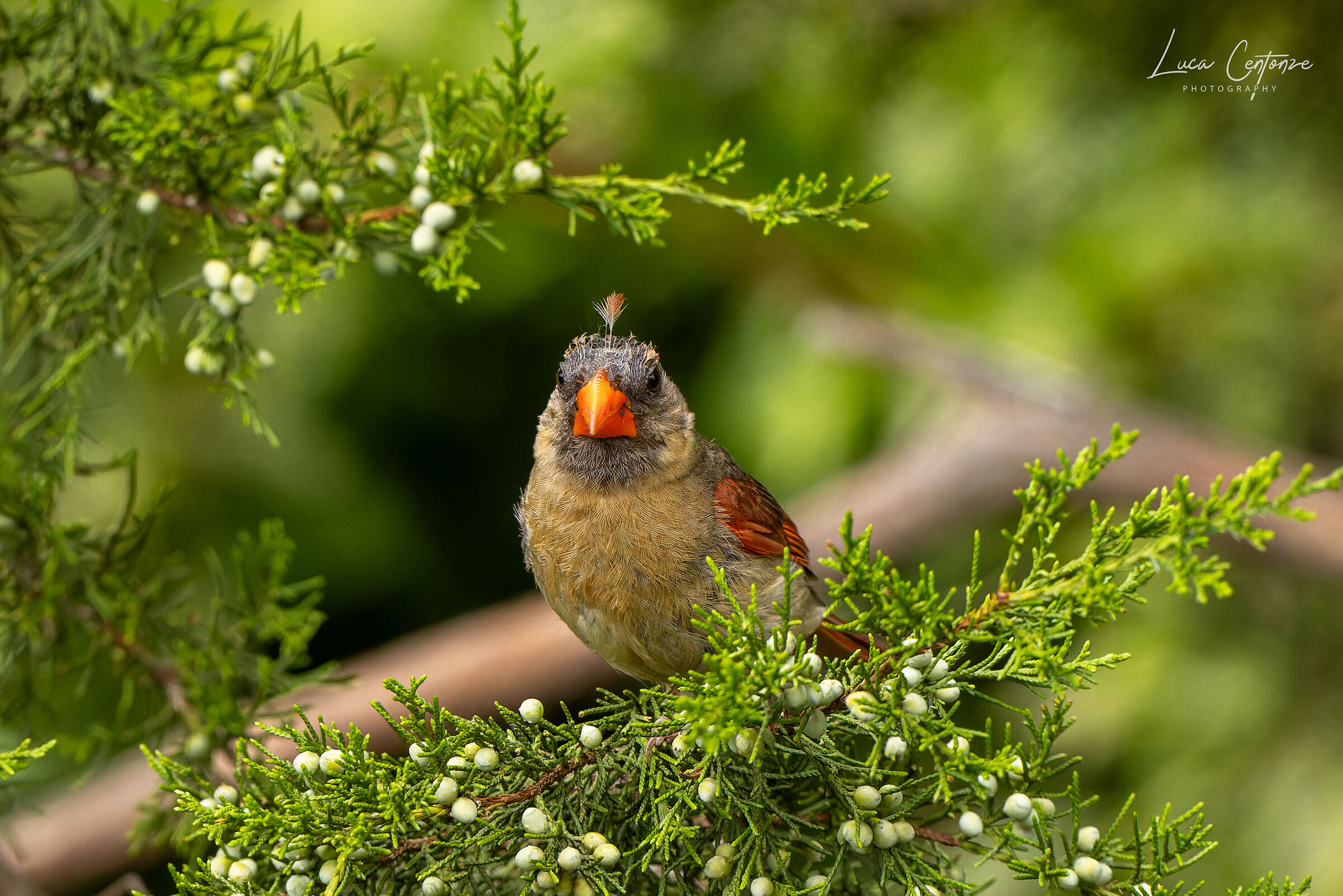Mah... This new hairdresser does not convince me!