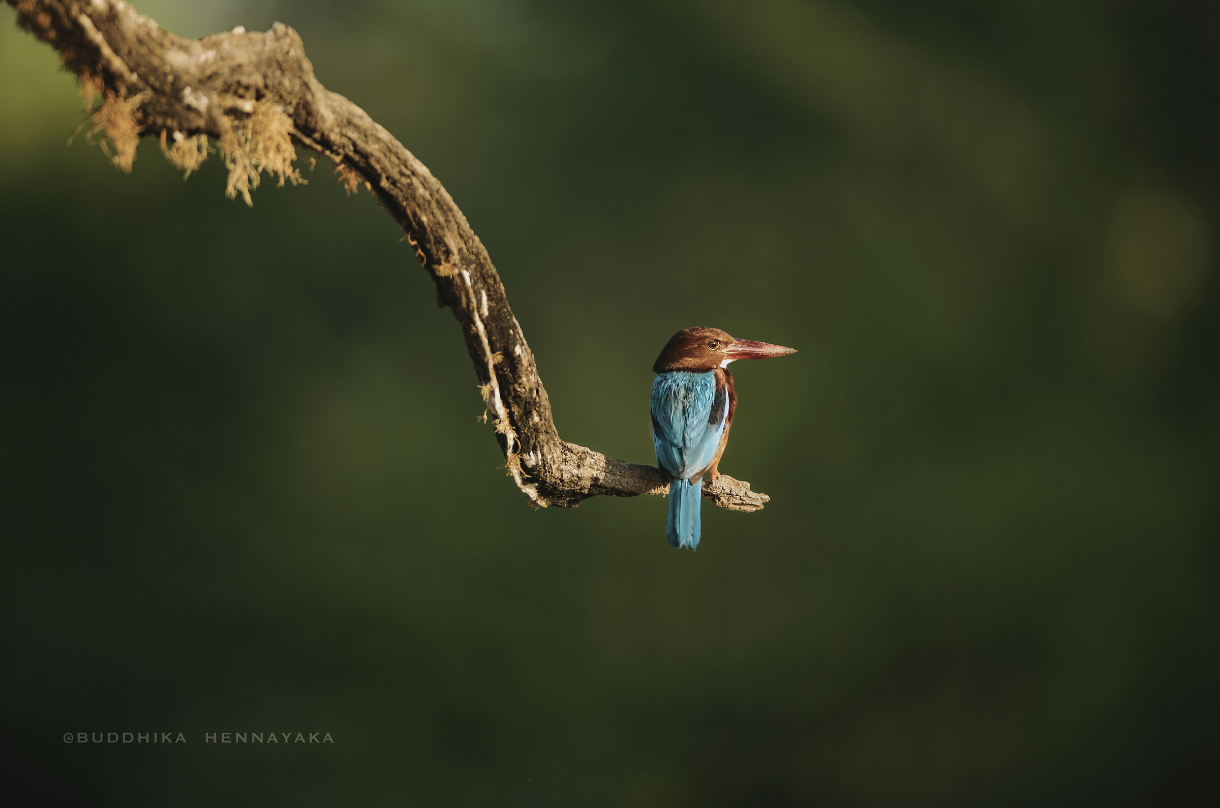 Kingfisher