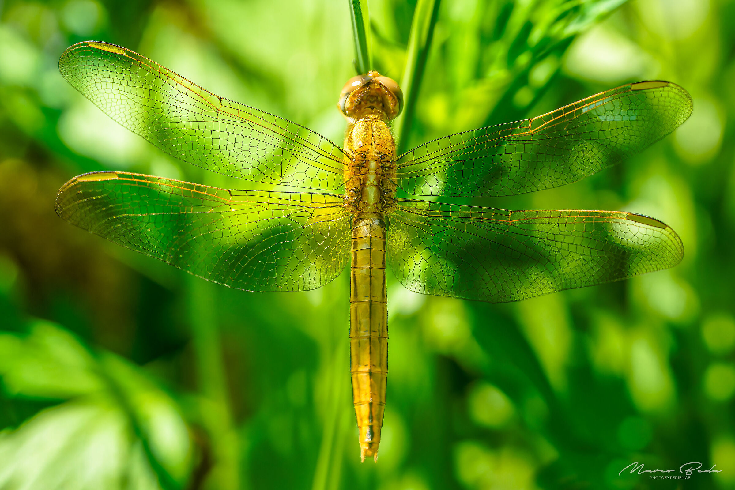 libellula