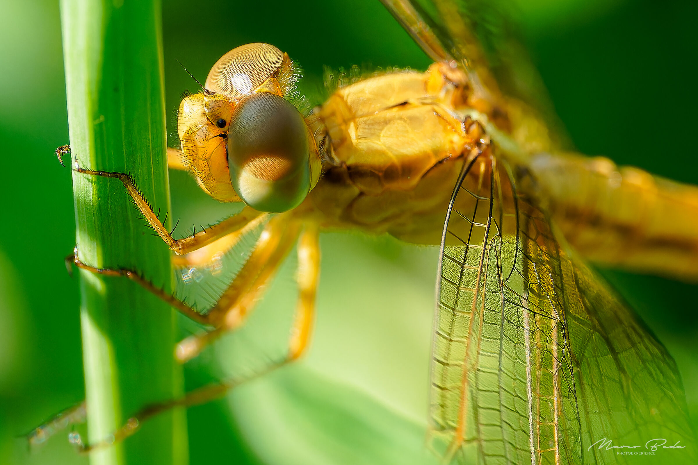 libellula