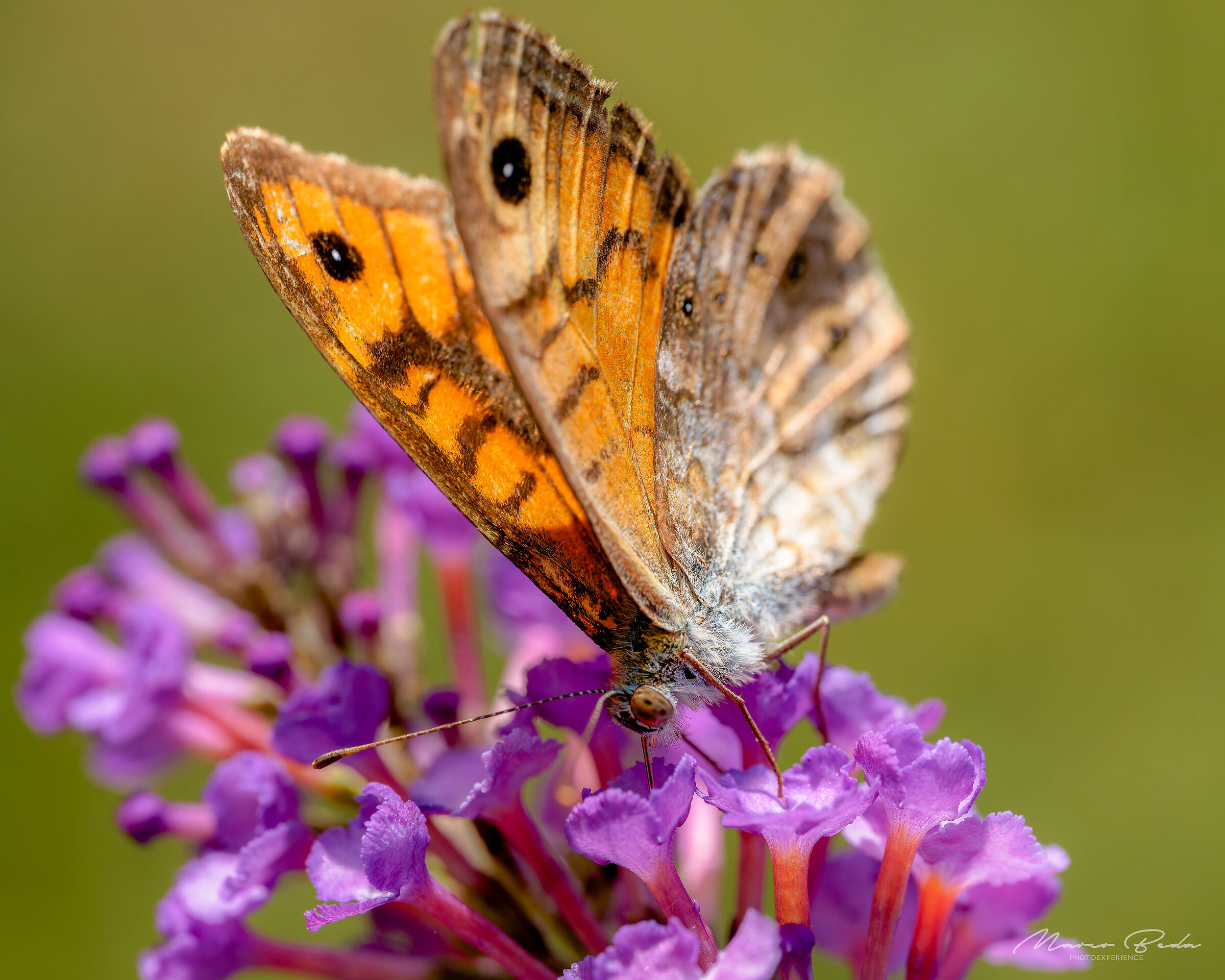 lasiommata megera