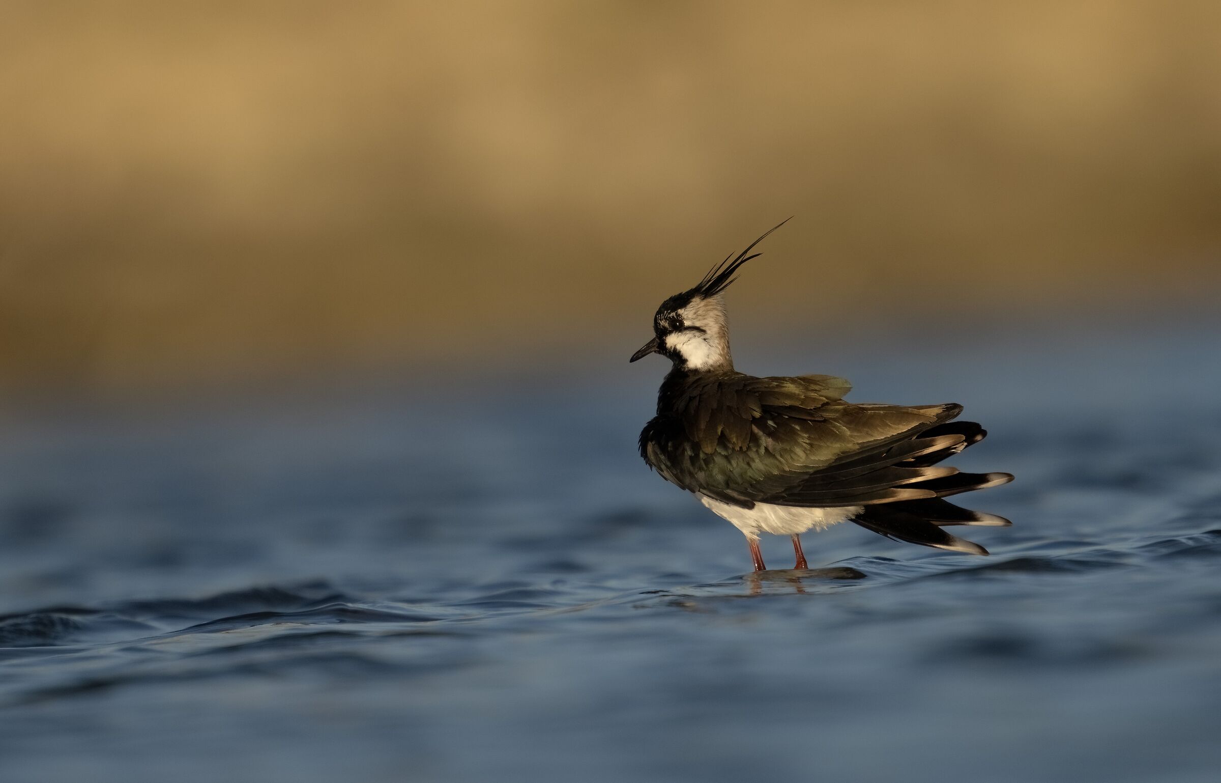 Lapwing