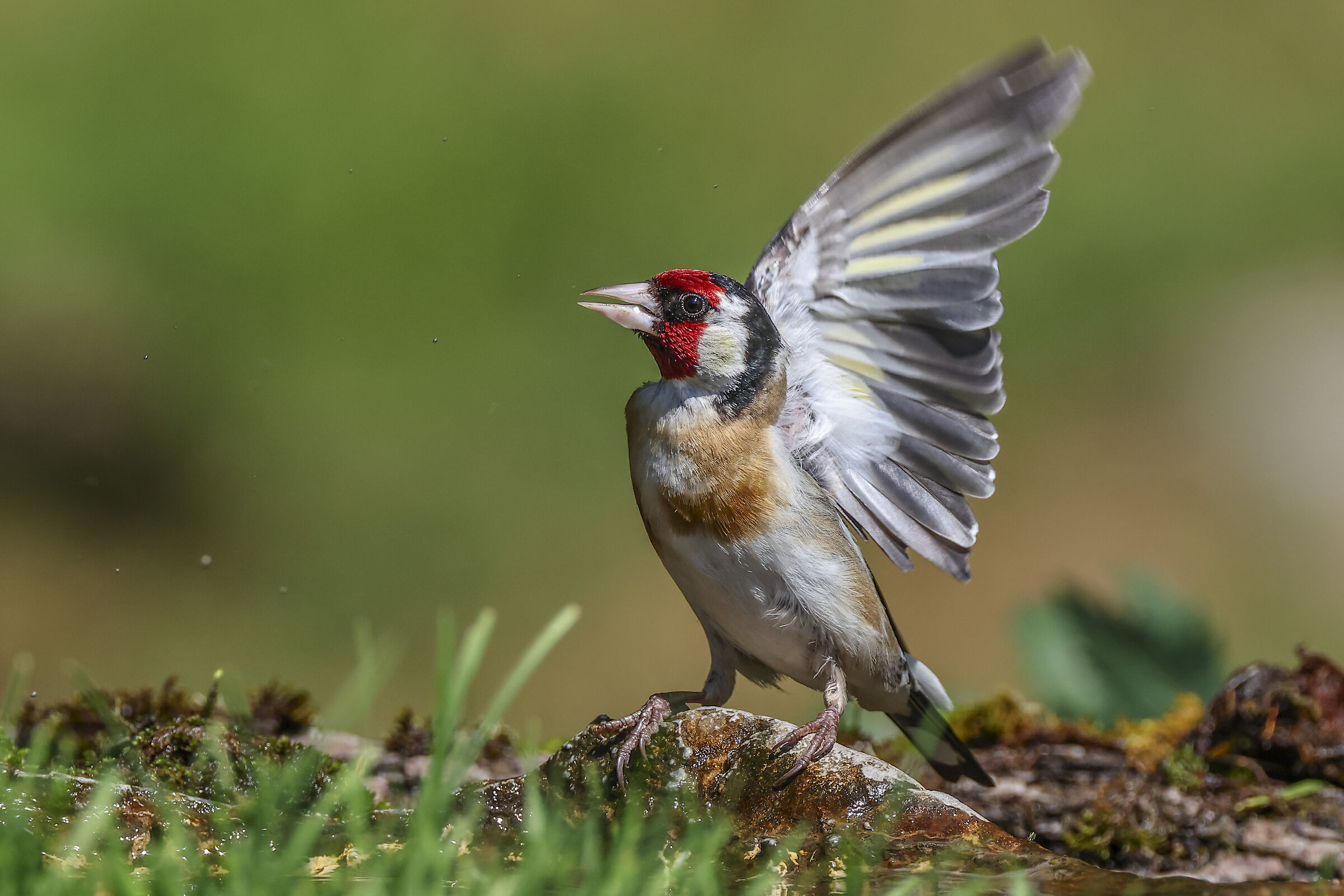 Goldfinch