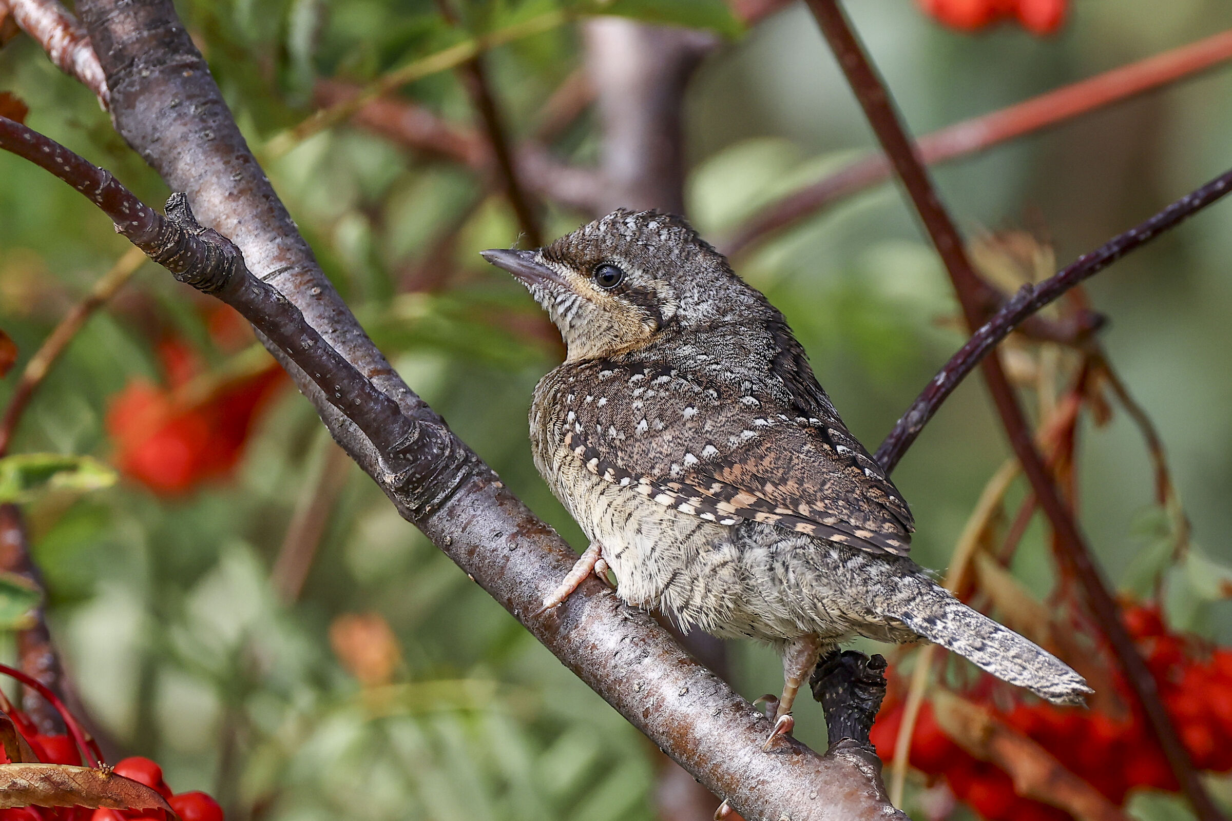Wryneck