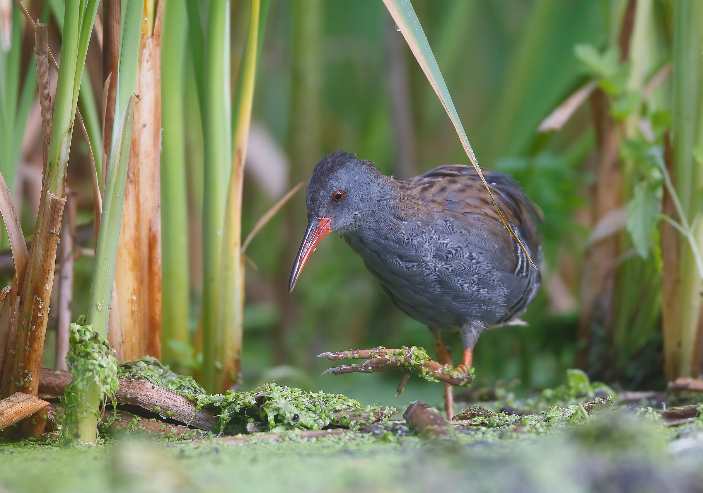 Rallus aquaticus