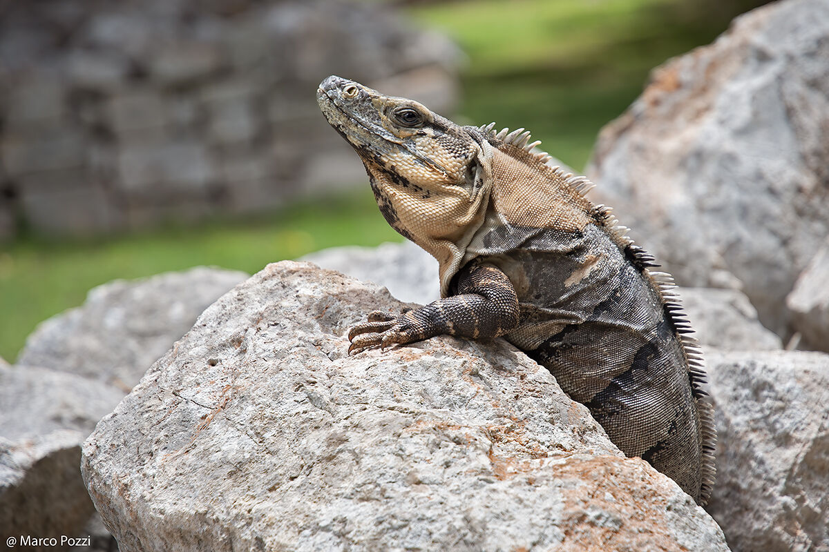 L'abitante delle rovine