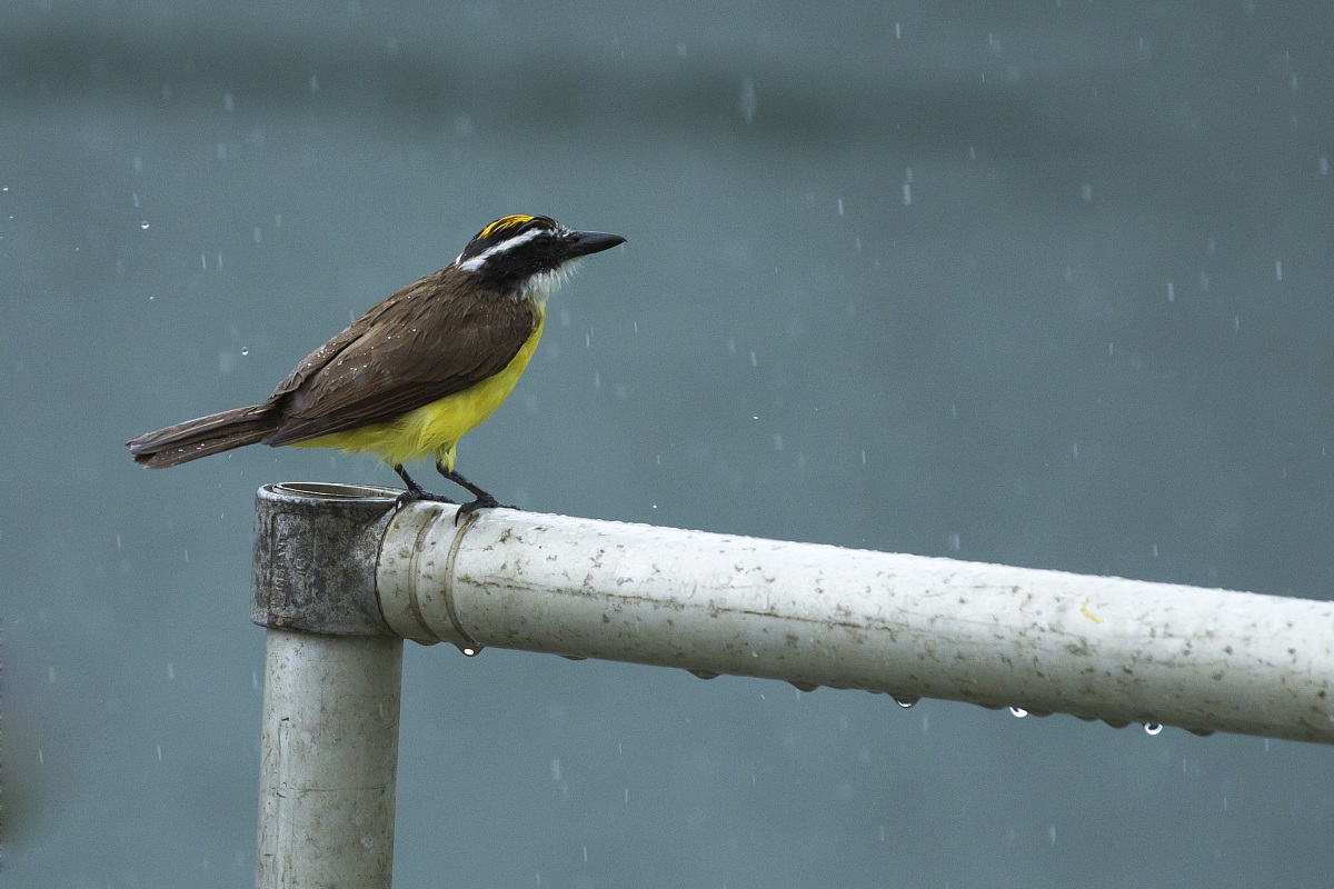 Rainy Grande Kiskadee