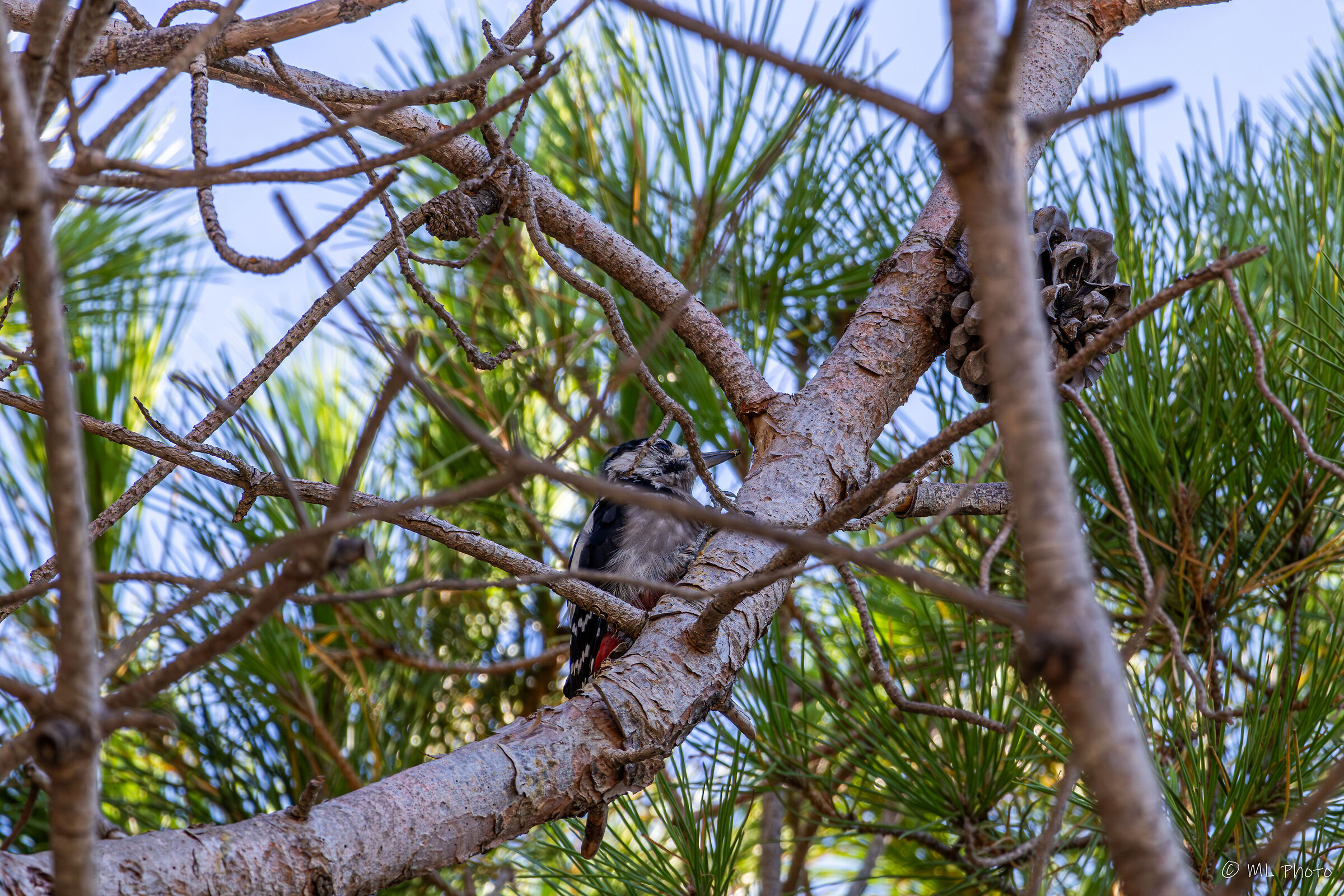 Woodpecker
