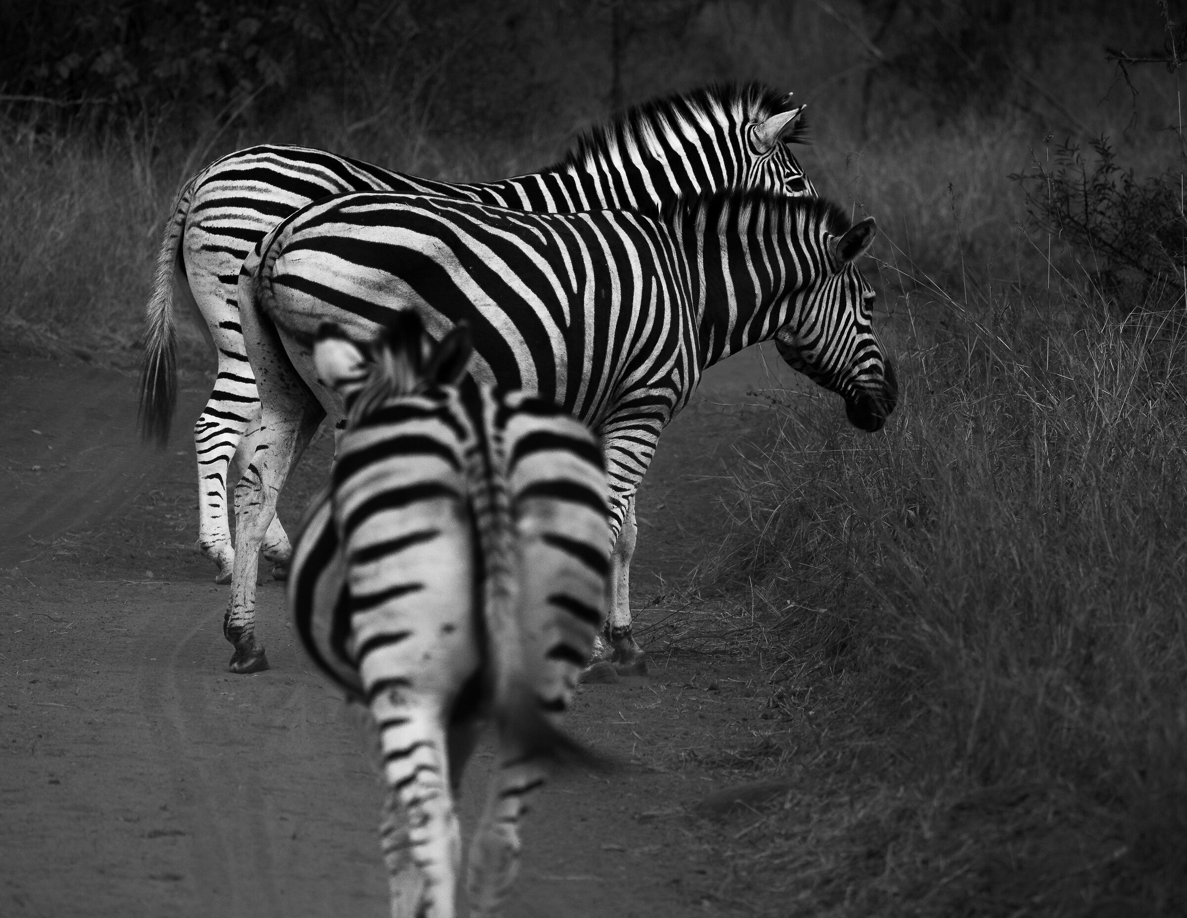 Strisce bianche e nere