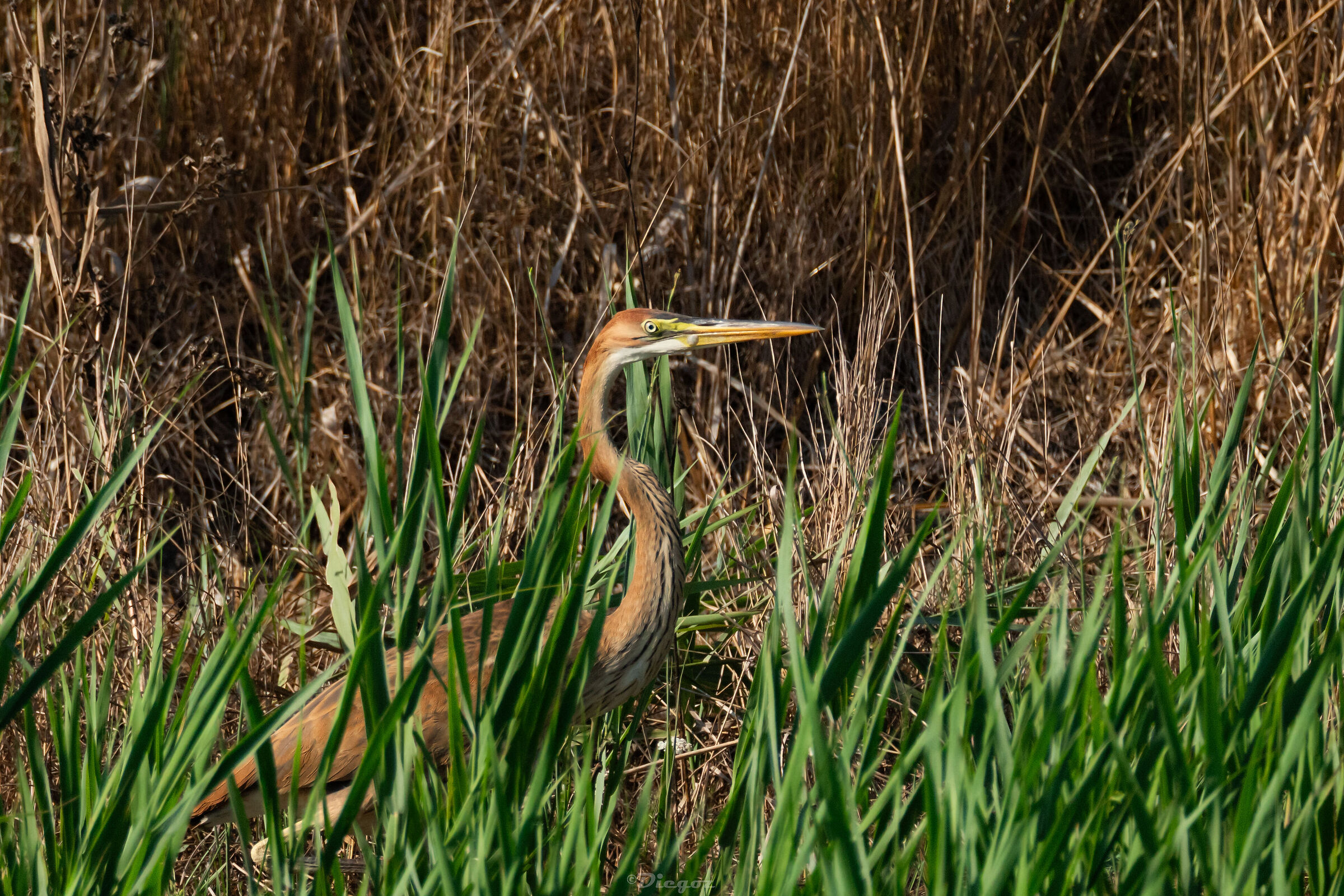 Red Heron
