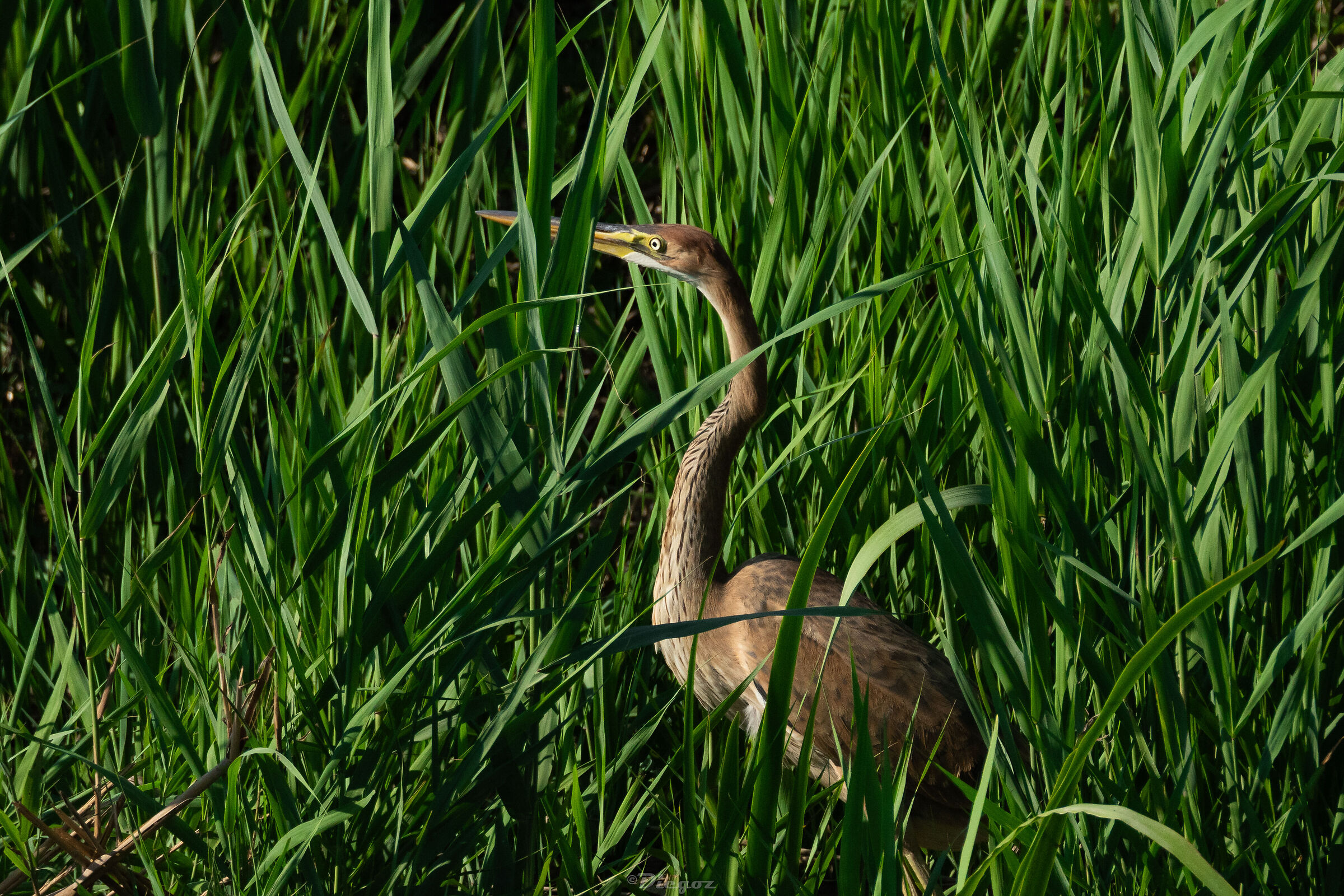 Red Hidden Heron