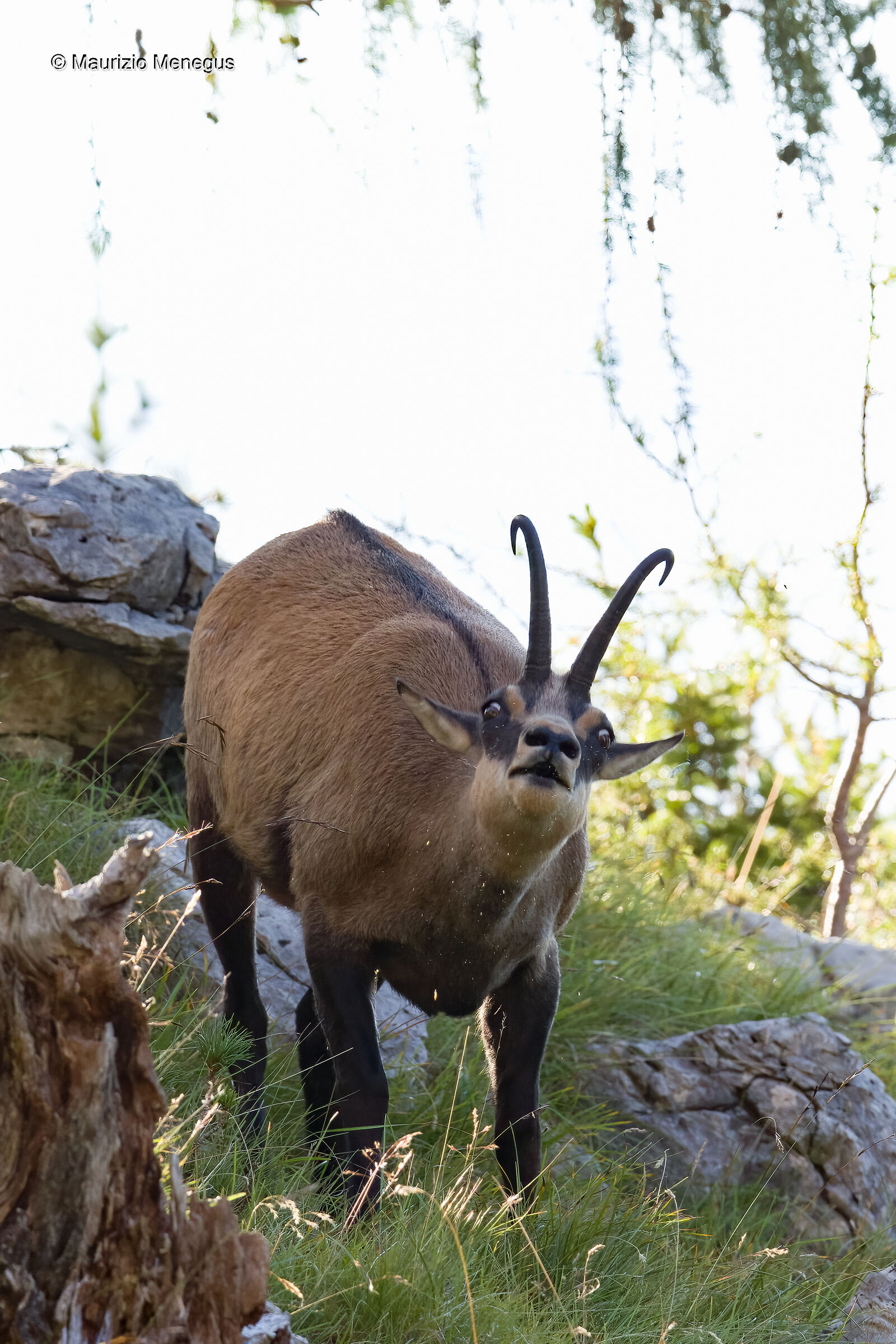 Lo starnuto - camoscio maschio adulto