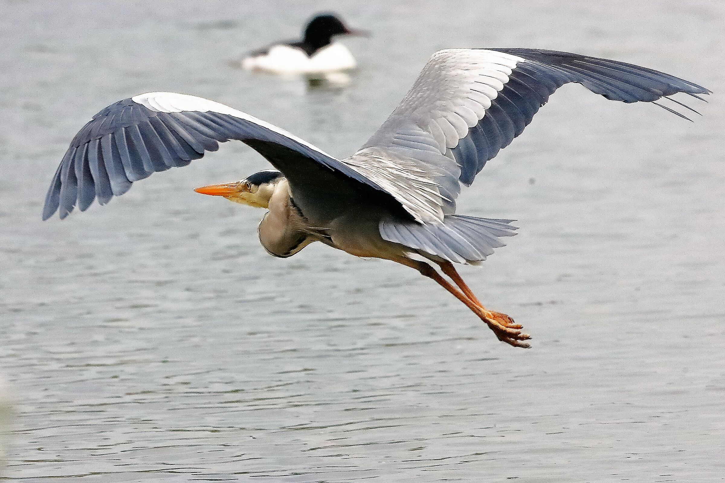 Cenerino 29 aprile 2023