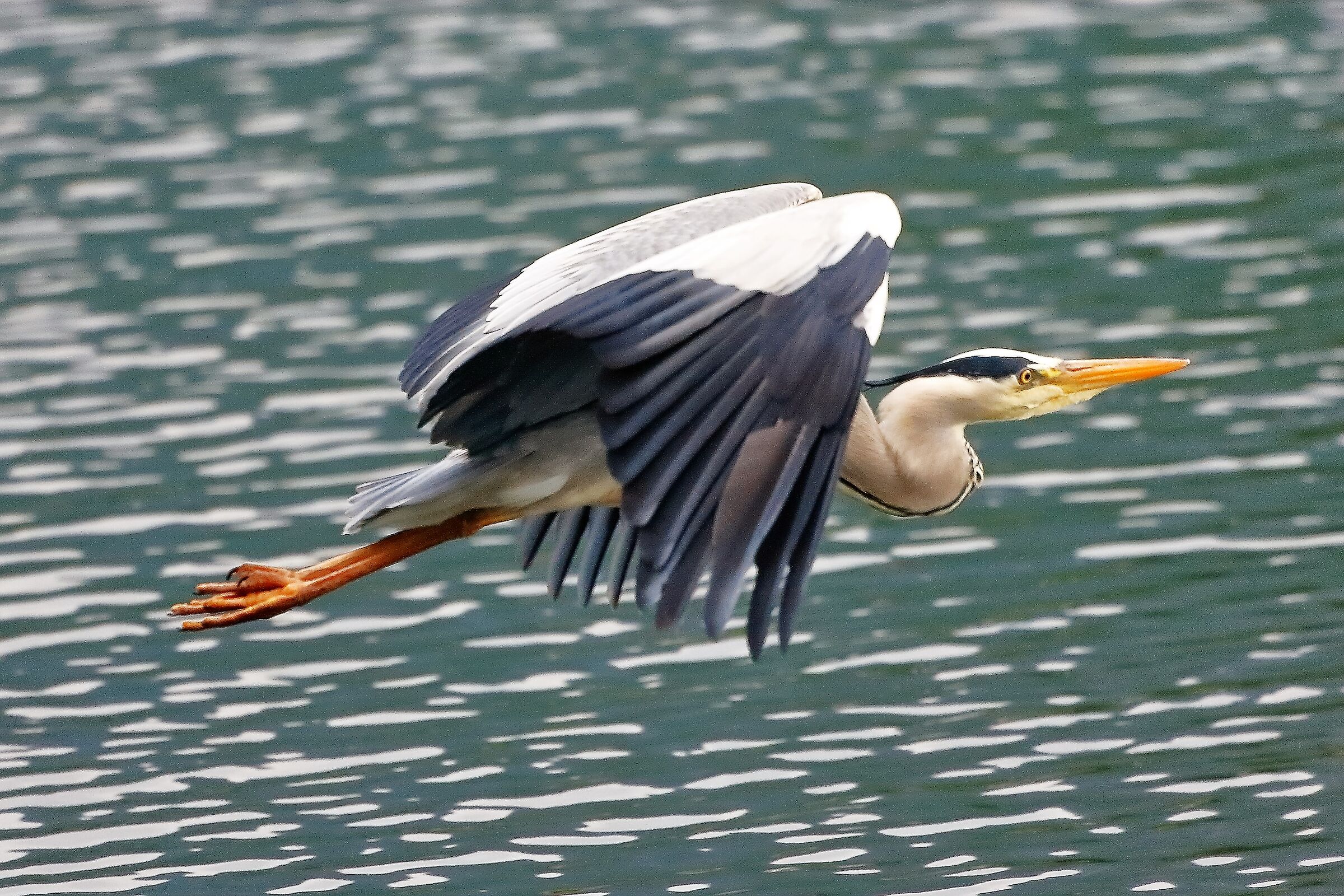 Cenerino 29 aprile 2023