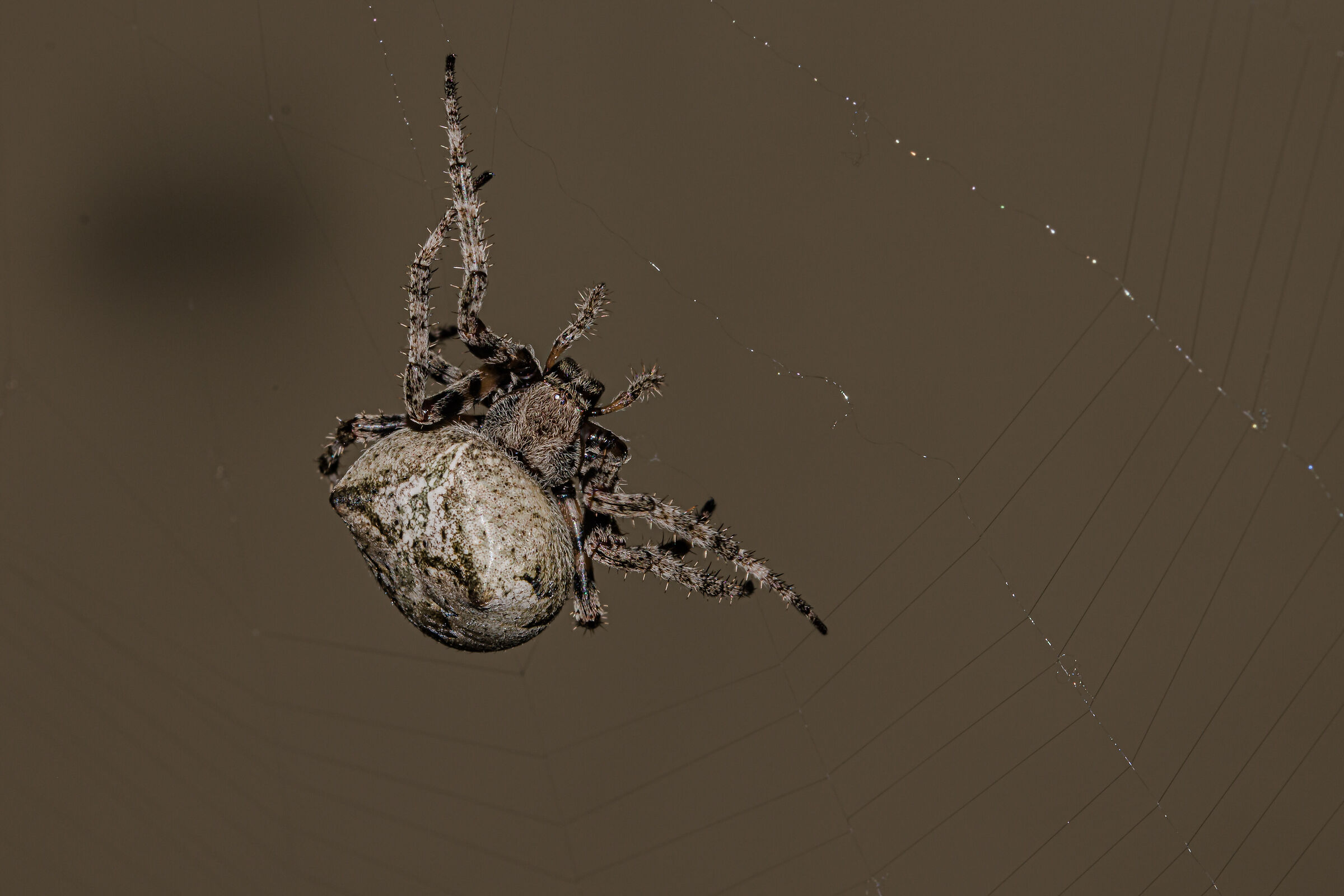 Spider weaving the web