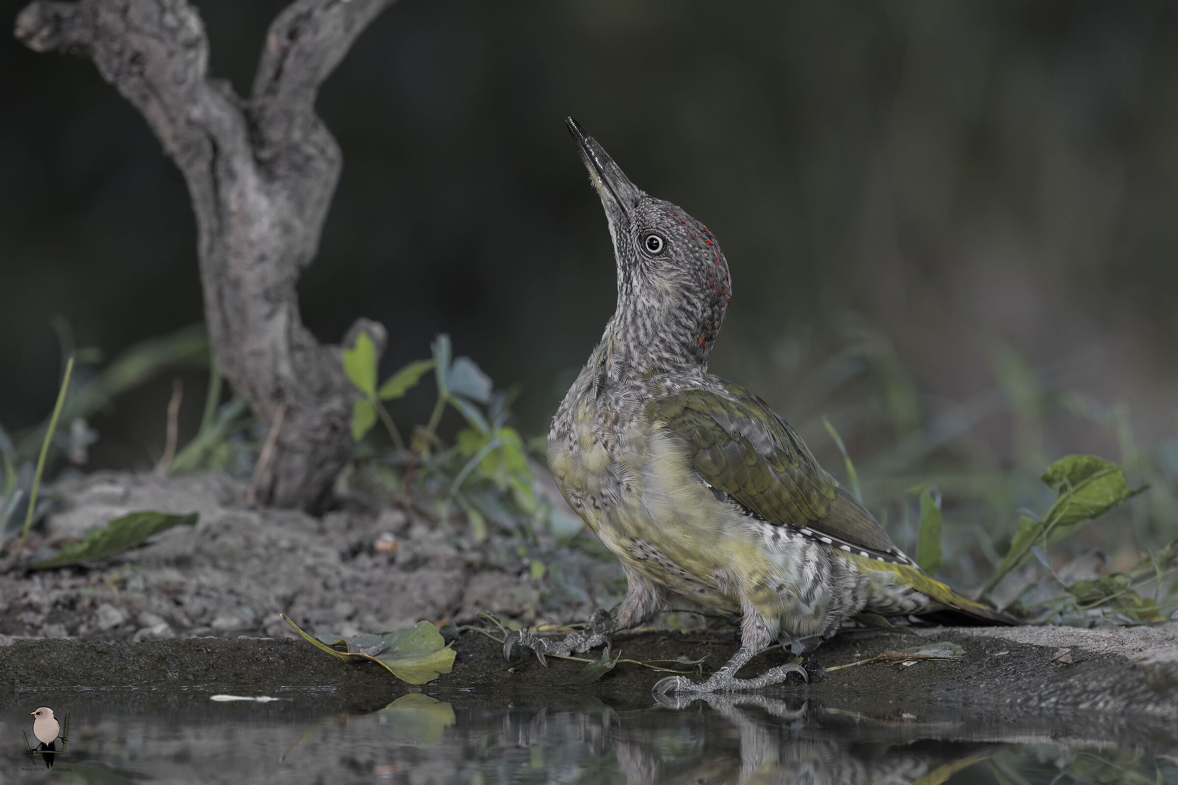 Picchio verde femmina juv.
