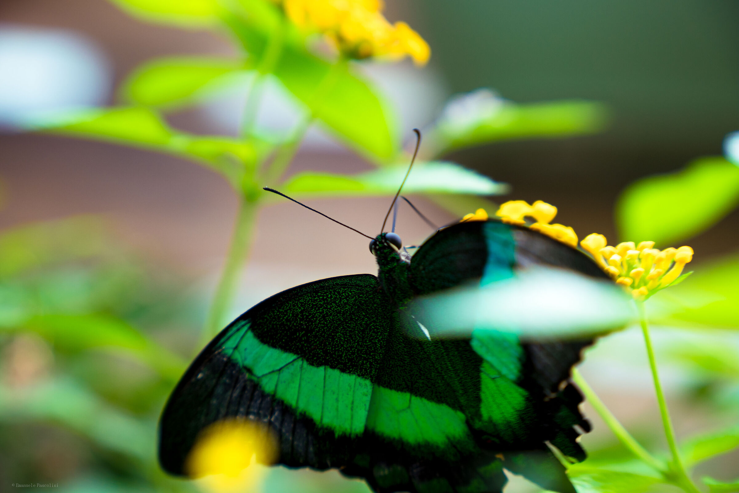 All-green