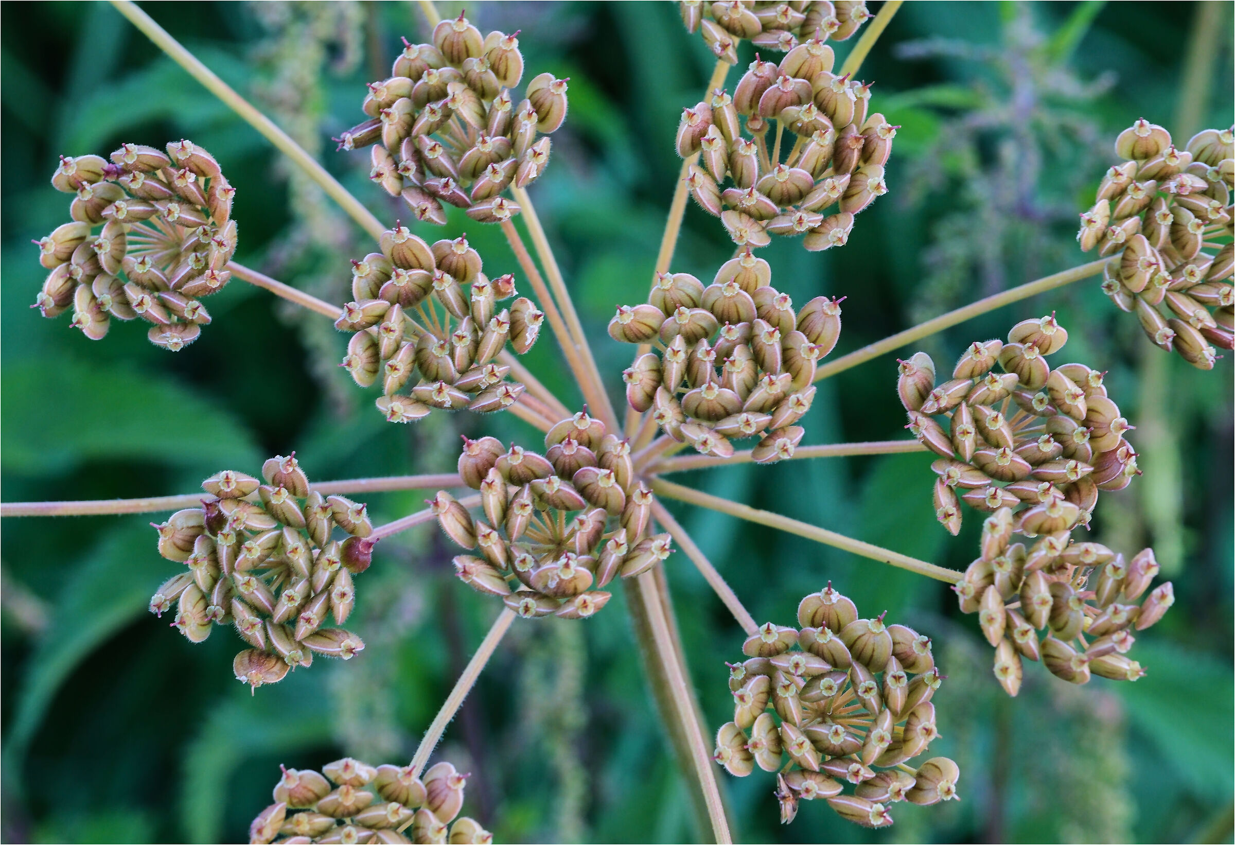 Gioco della Fioritura