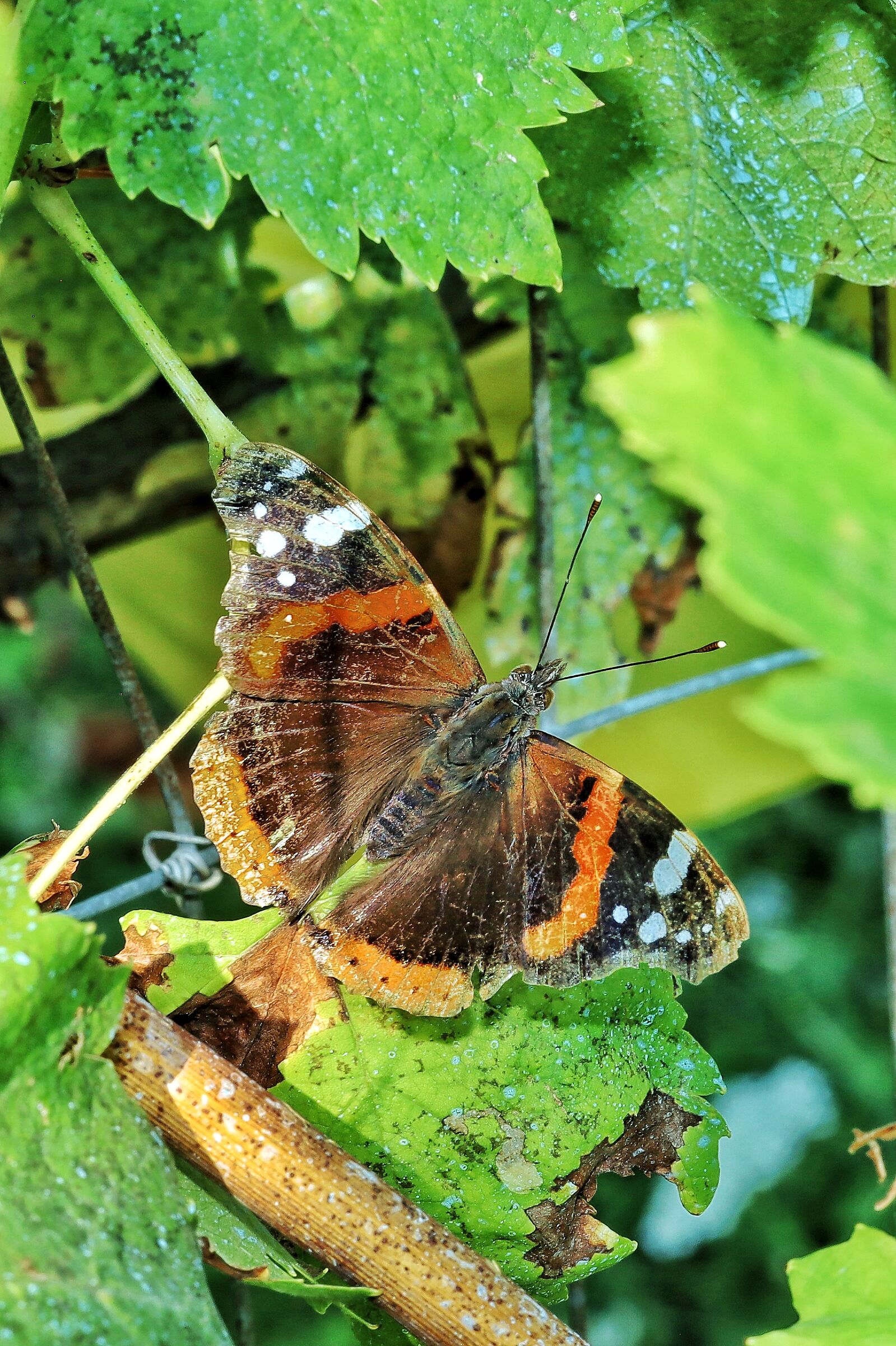 vanessa atalanta &female;