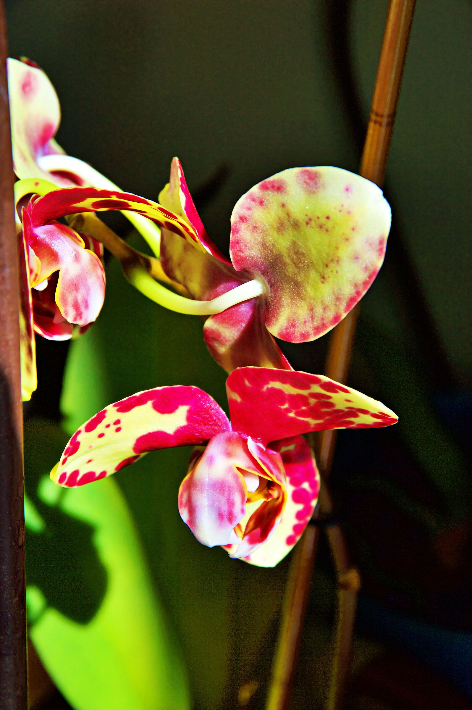 Orchid