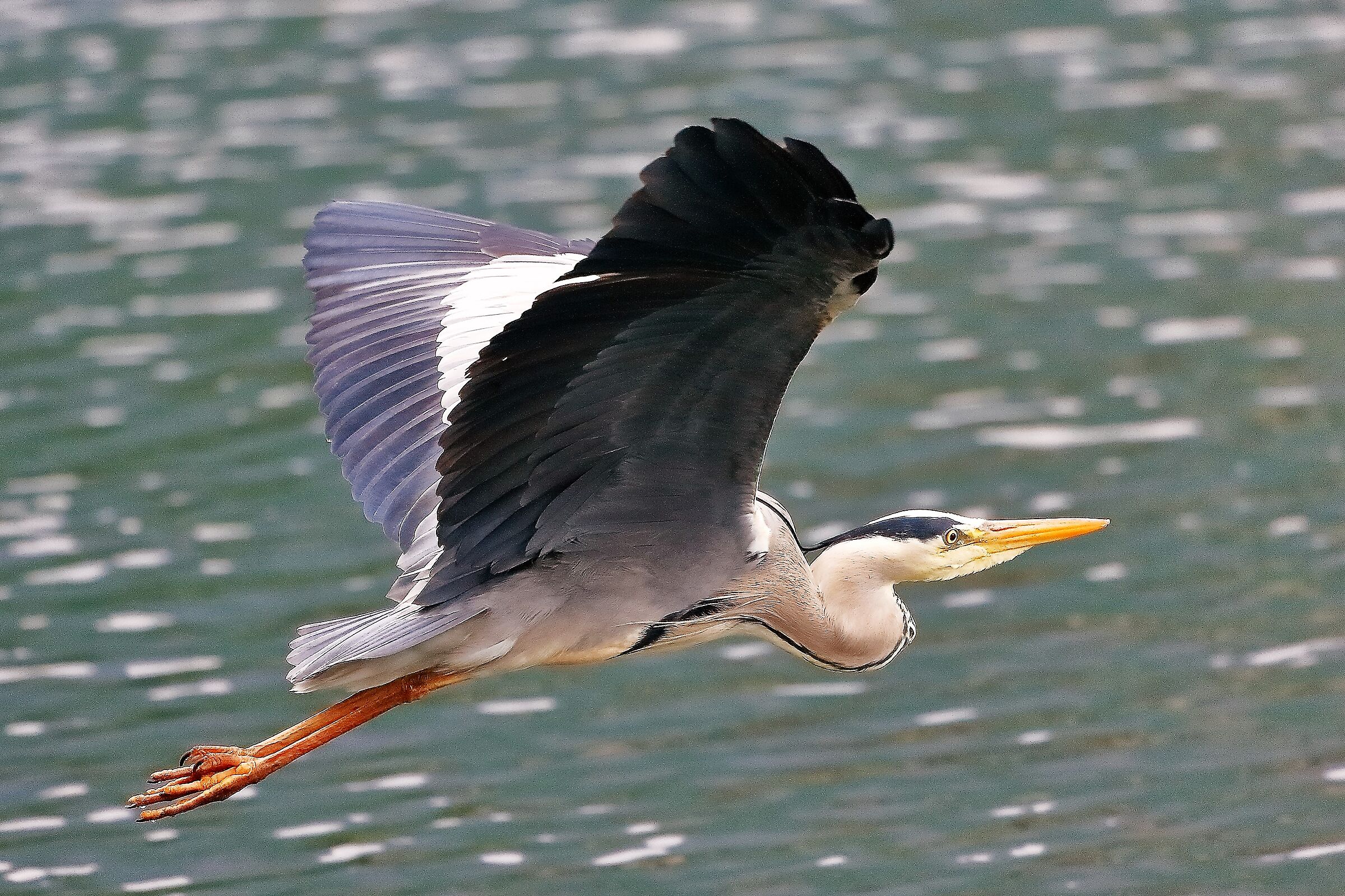 Cenerino 29 aprile 2023