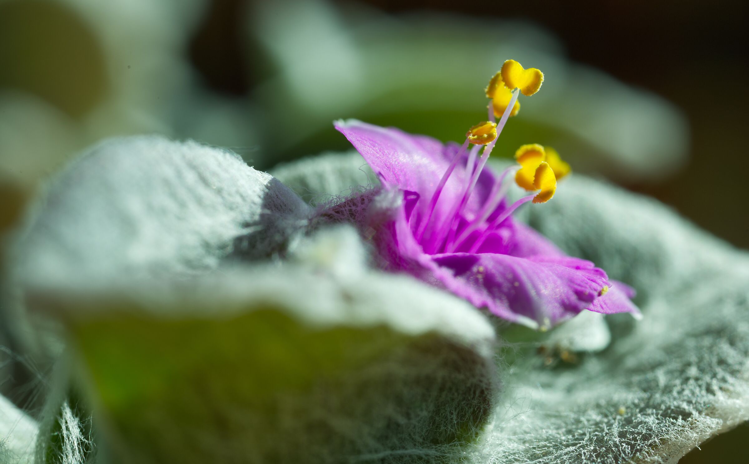 The Syllamontane tradescantia