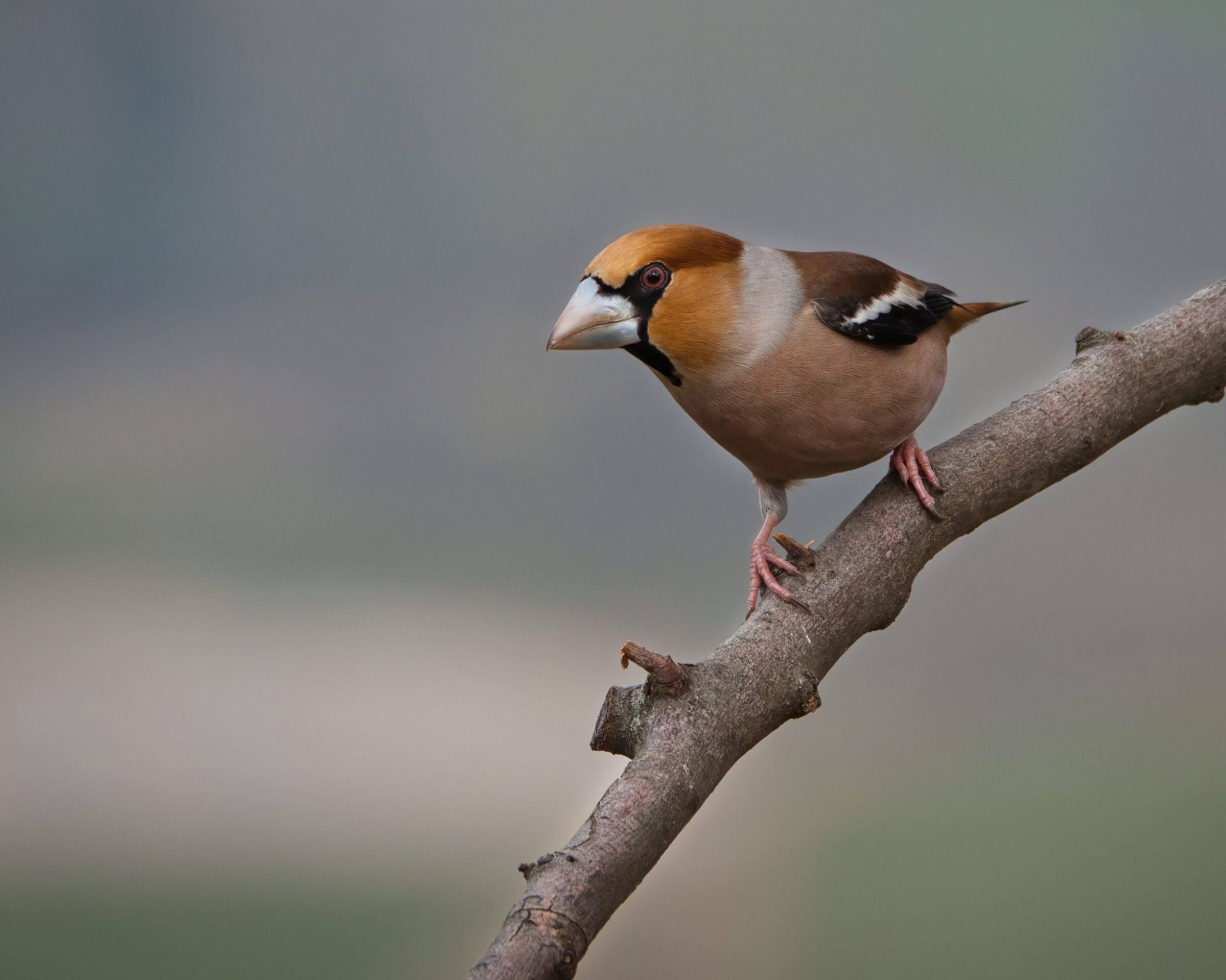 Hawfinch (m)