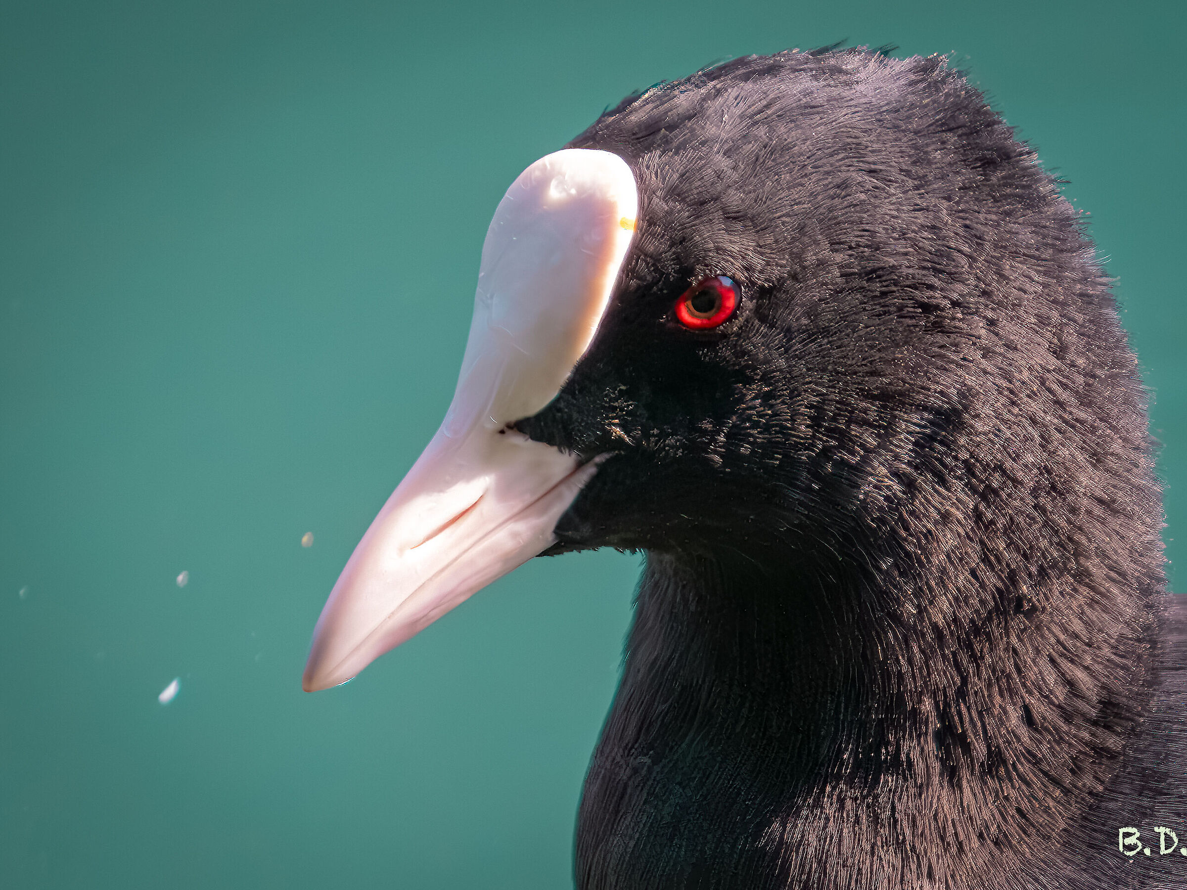 Fulica atra Linnaeus