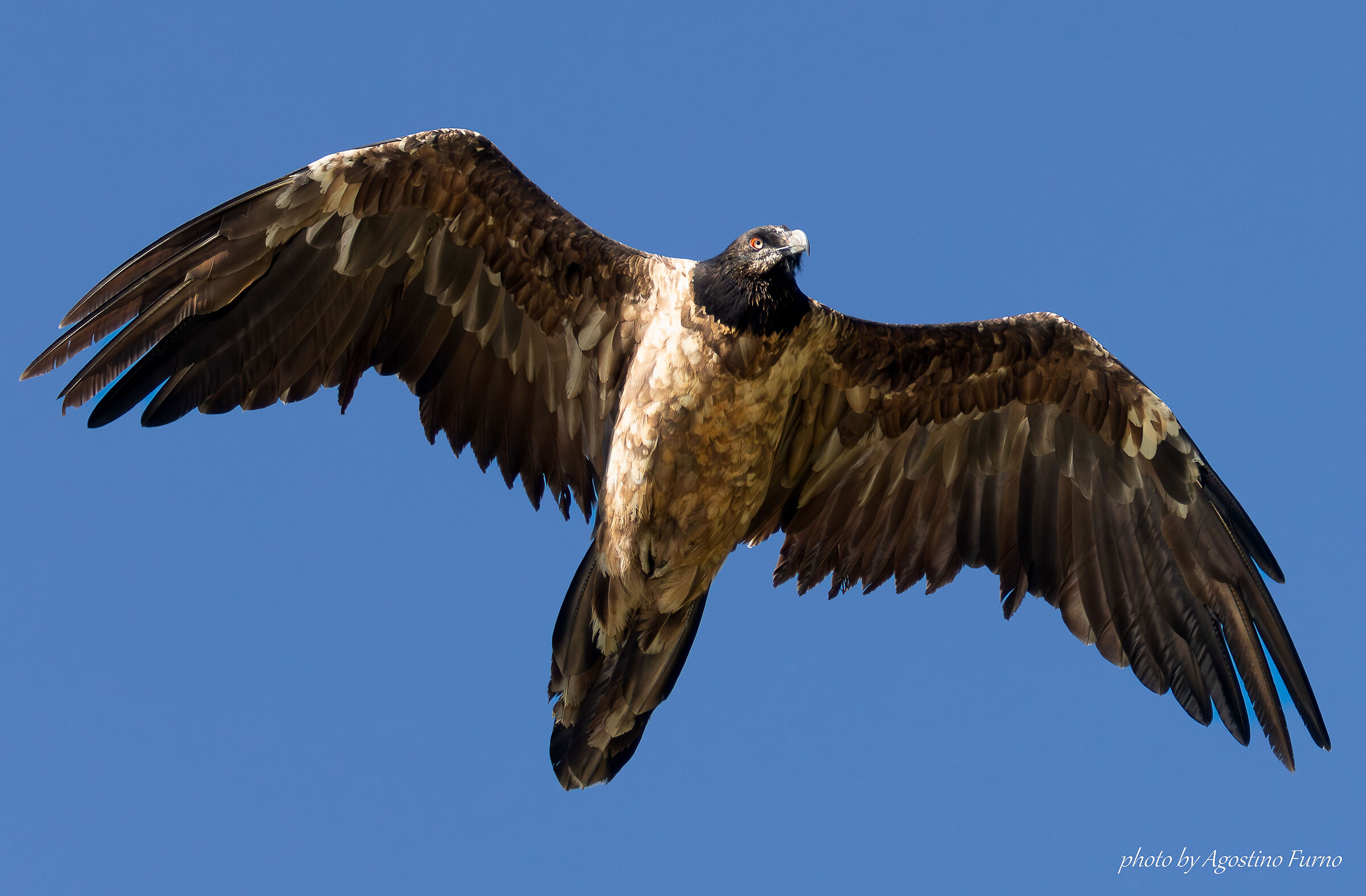 Bearded vulture