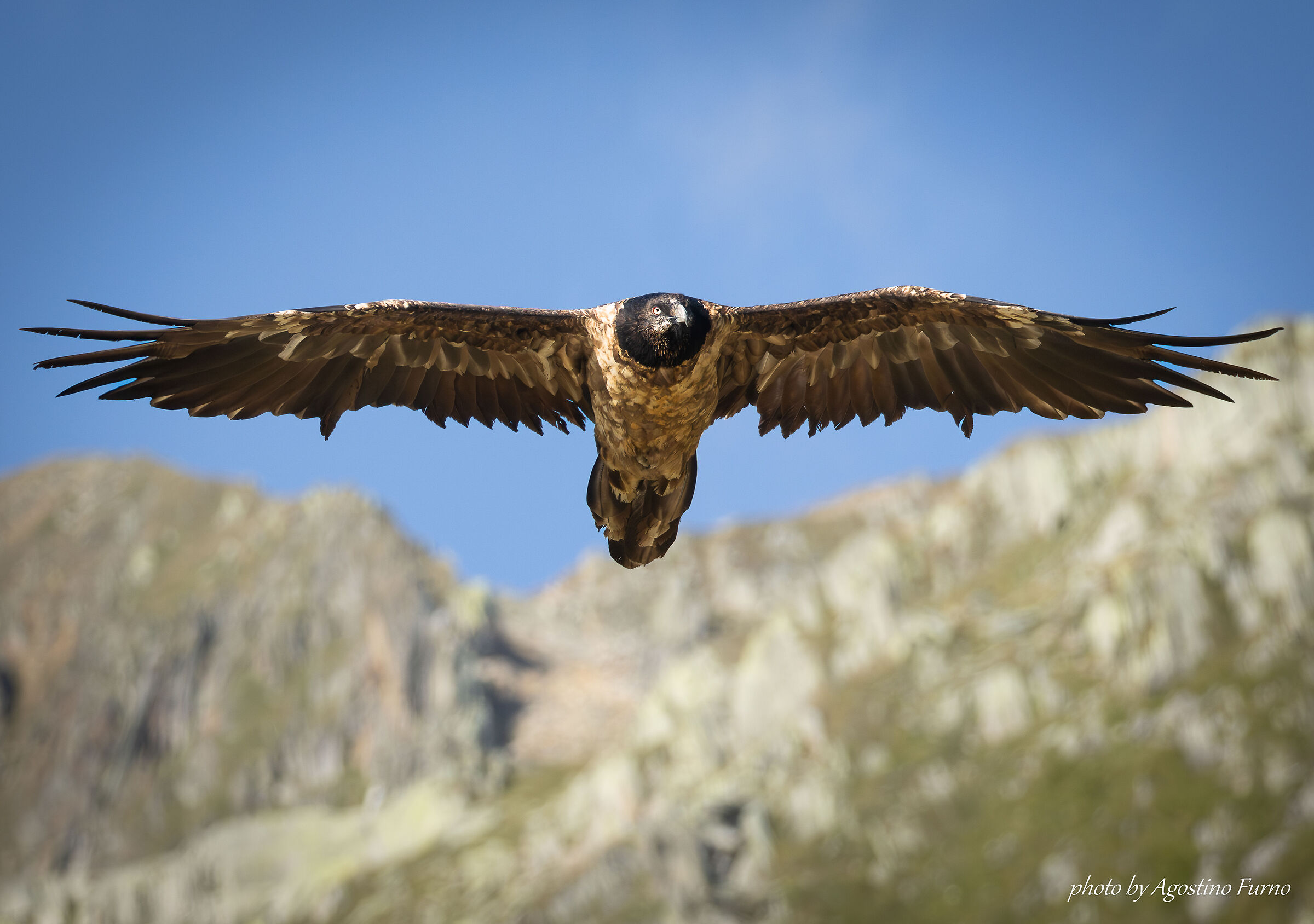 Bearded vulture