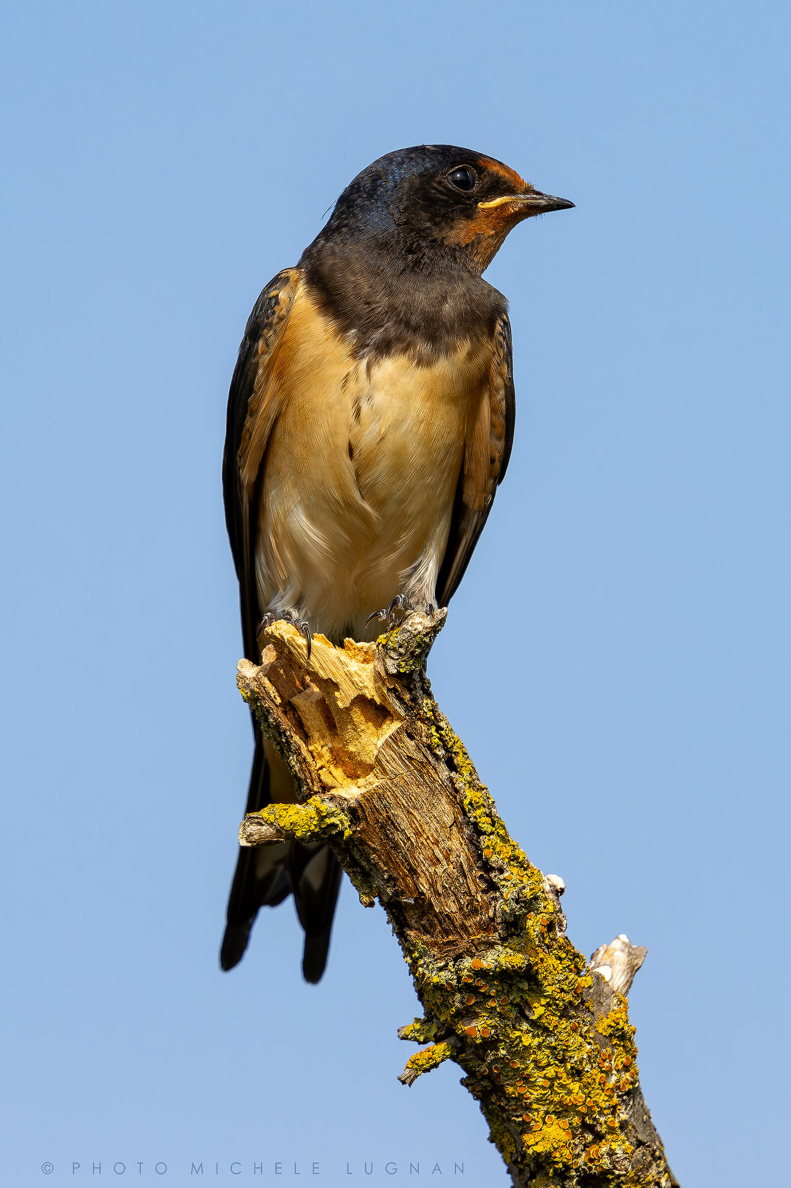 Hirundo rustica
