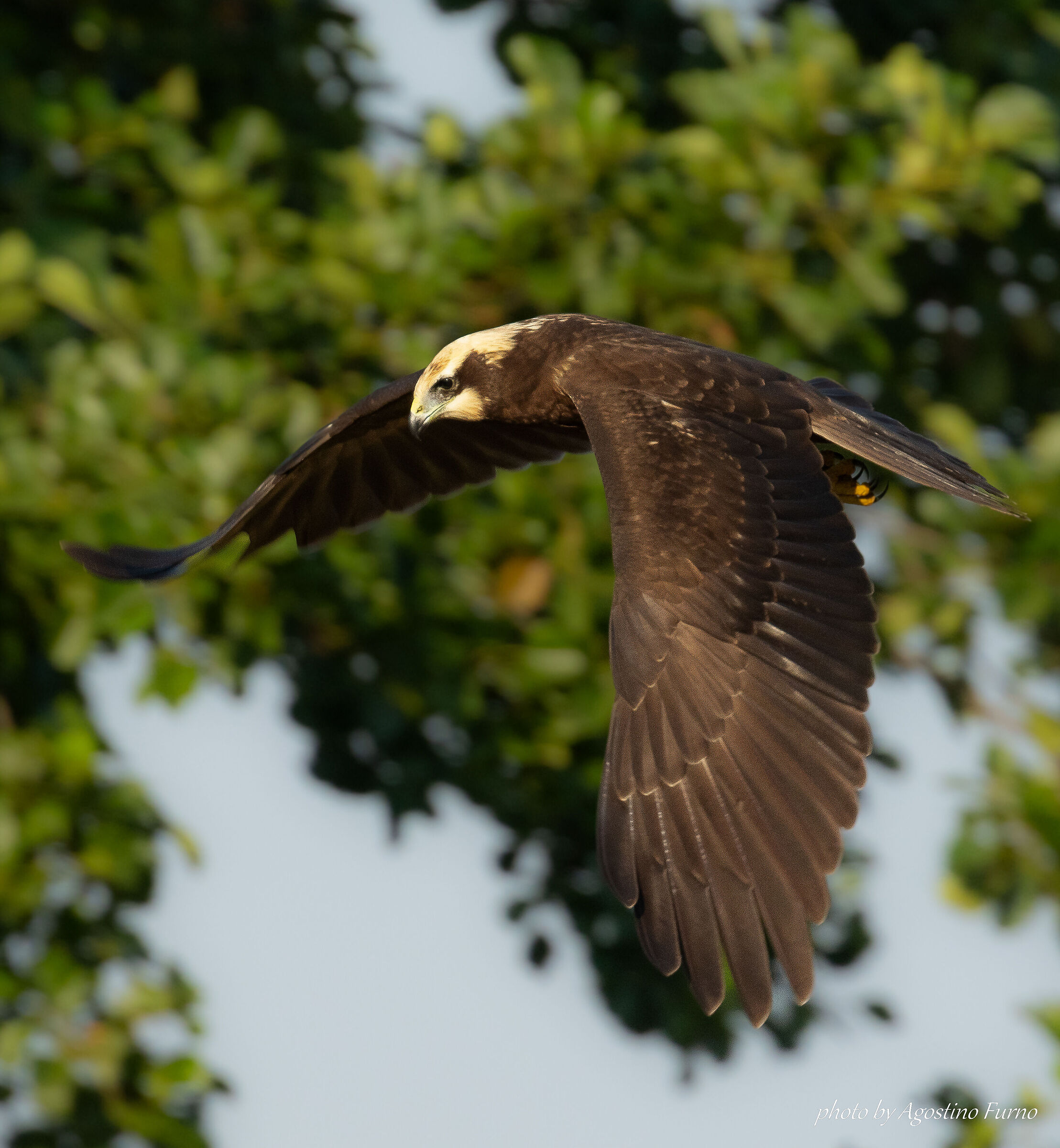 Female marsh harrier