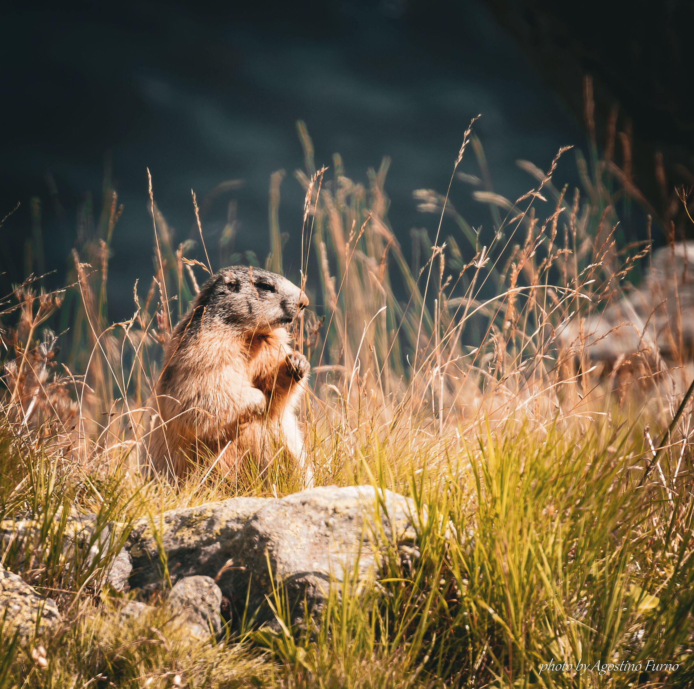 Marmot
