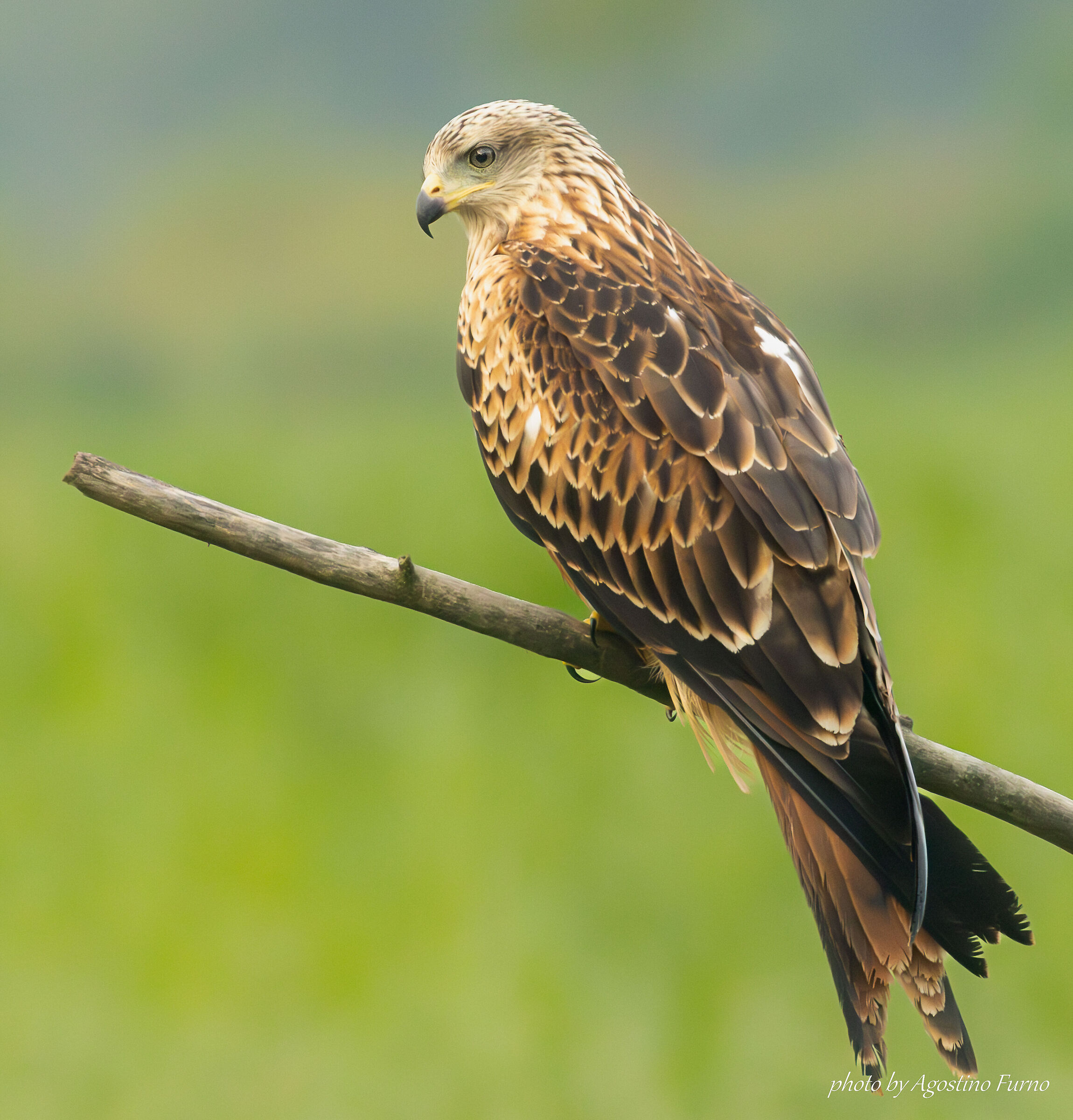 Red kite