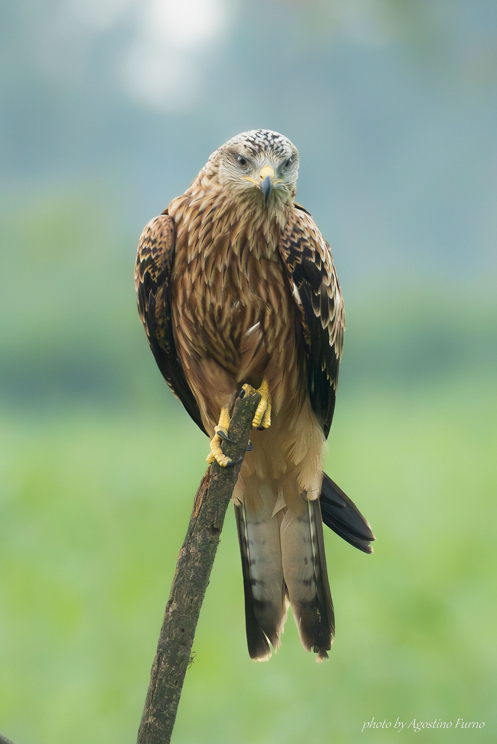 Red kite