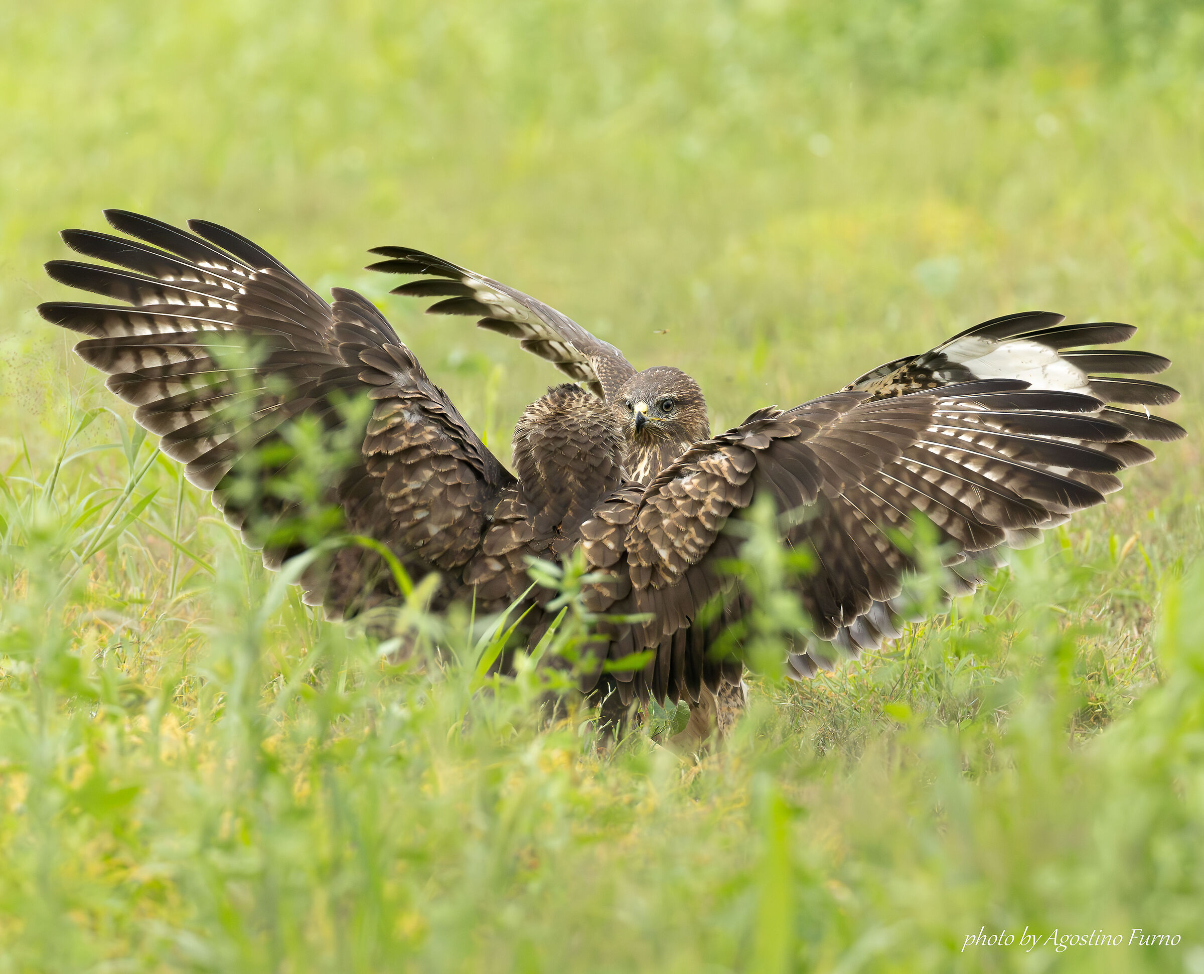 Buzzards