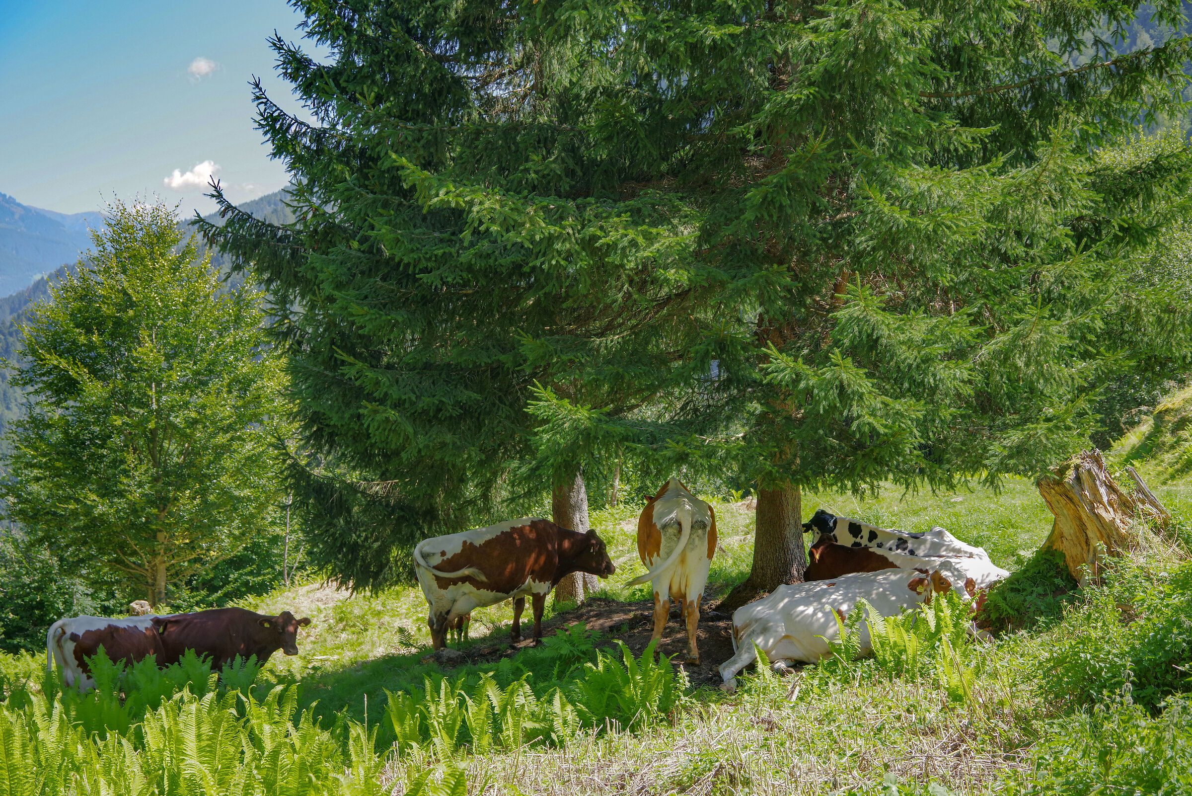 Klammsee sull'altopiano