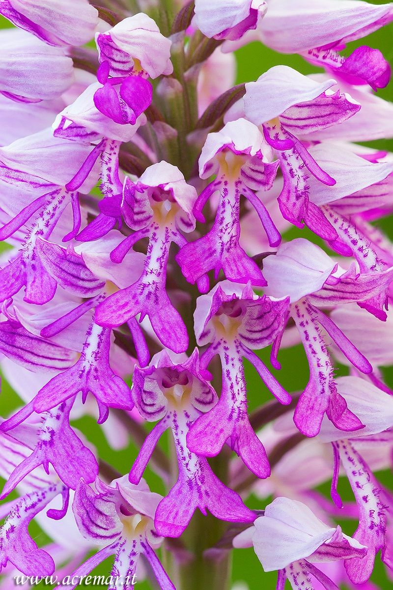 Orchis militaris