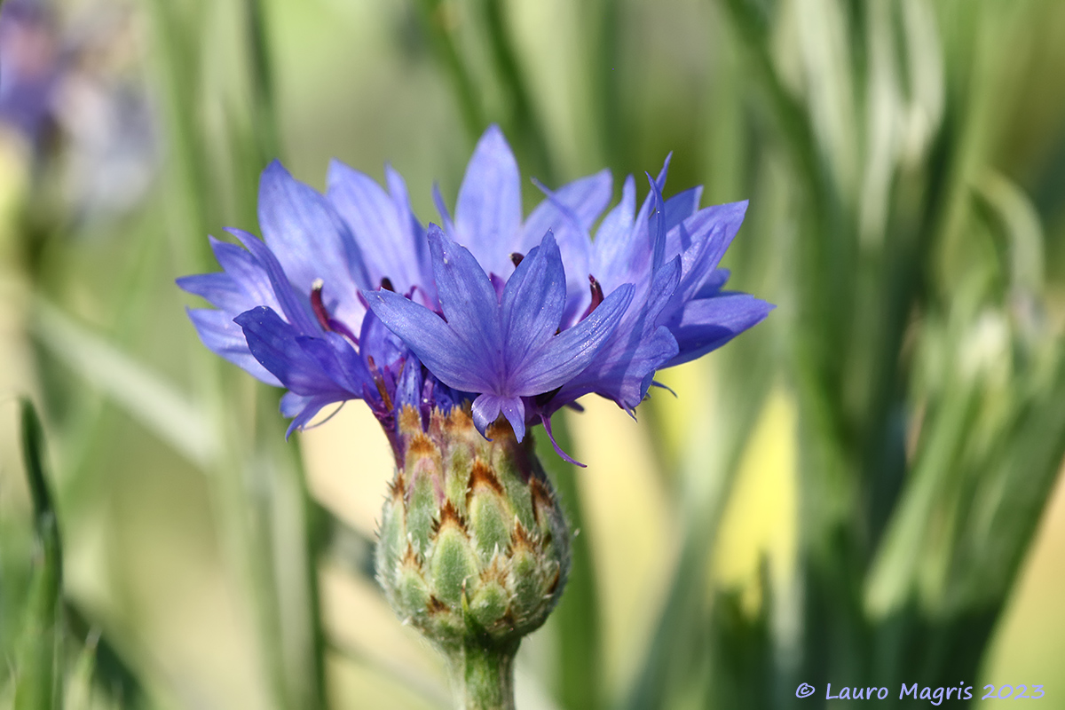 Centaurea cyanus
