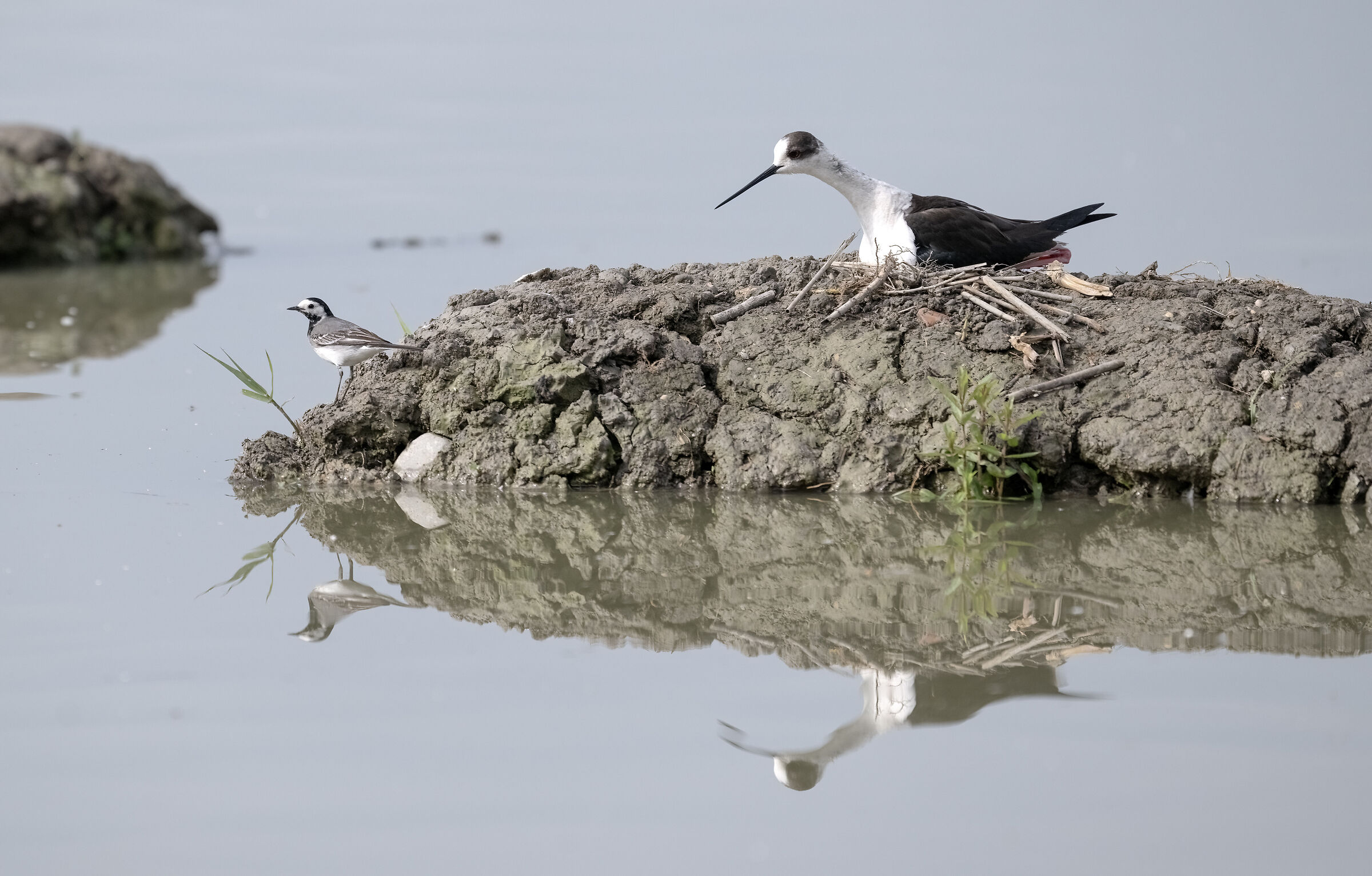 Knight of Italy and white wagtail