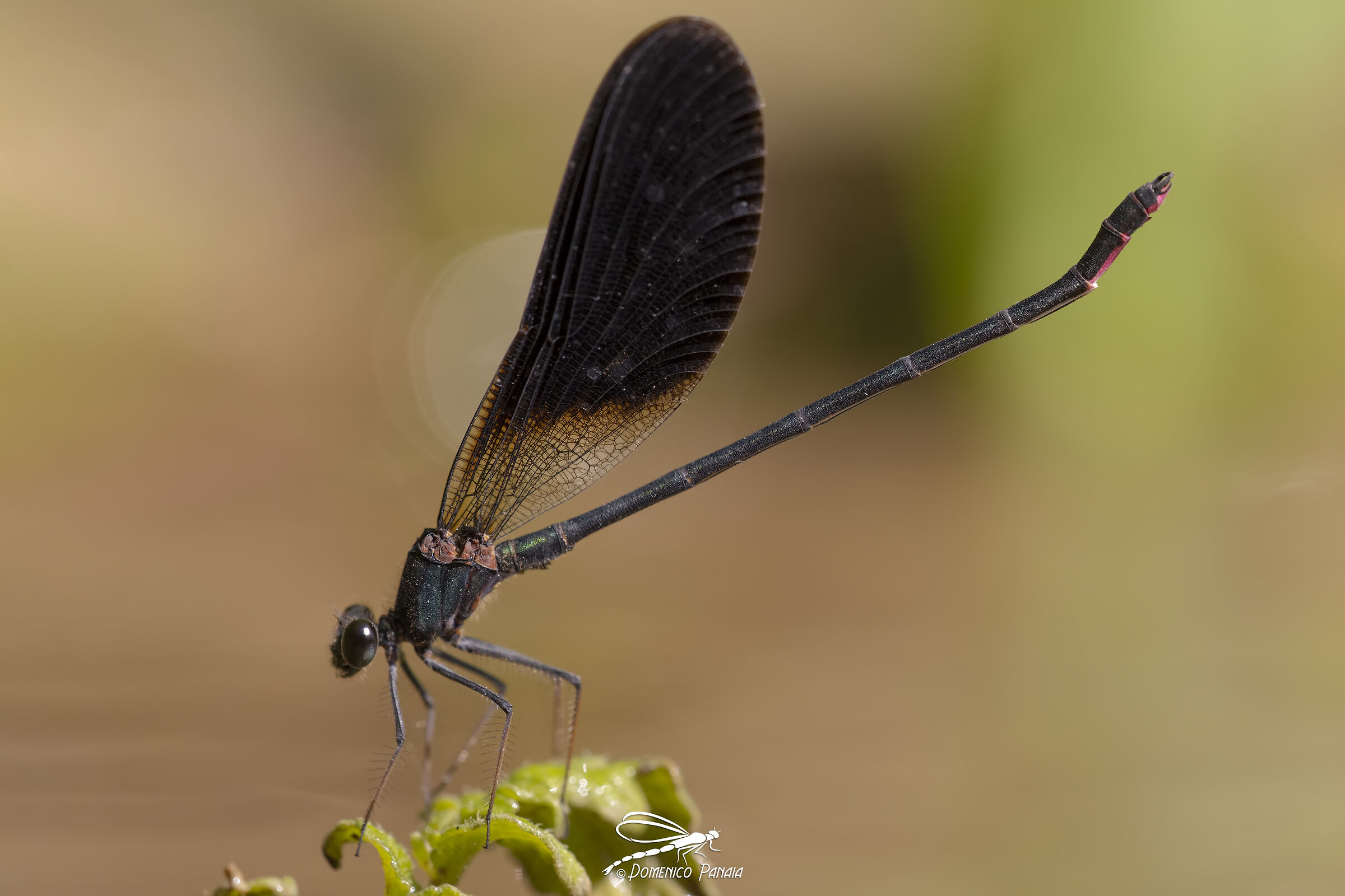 calopteryx haemorrhoidalis maschio
