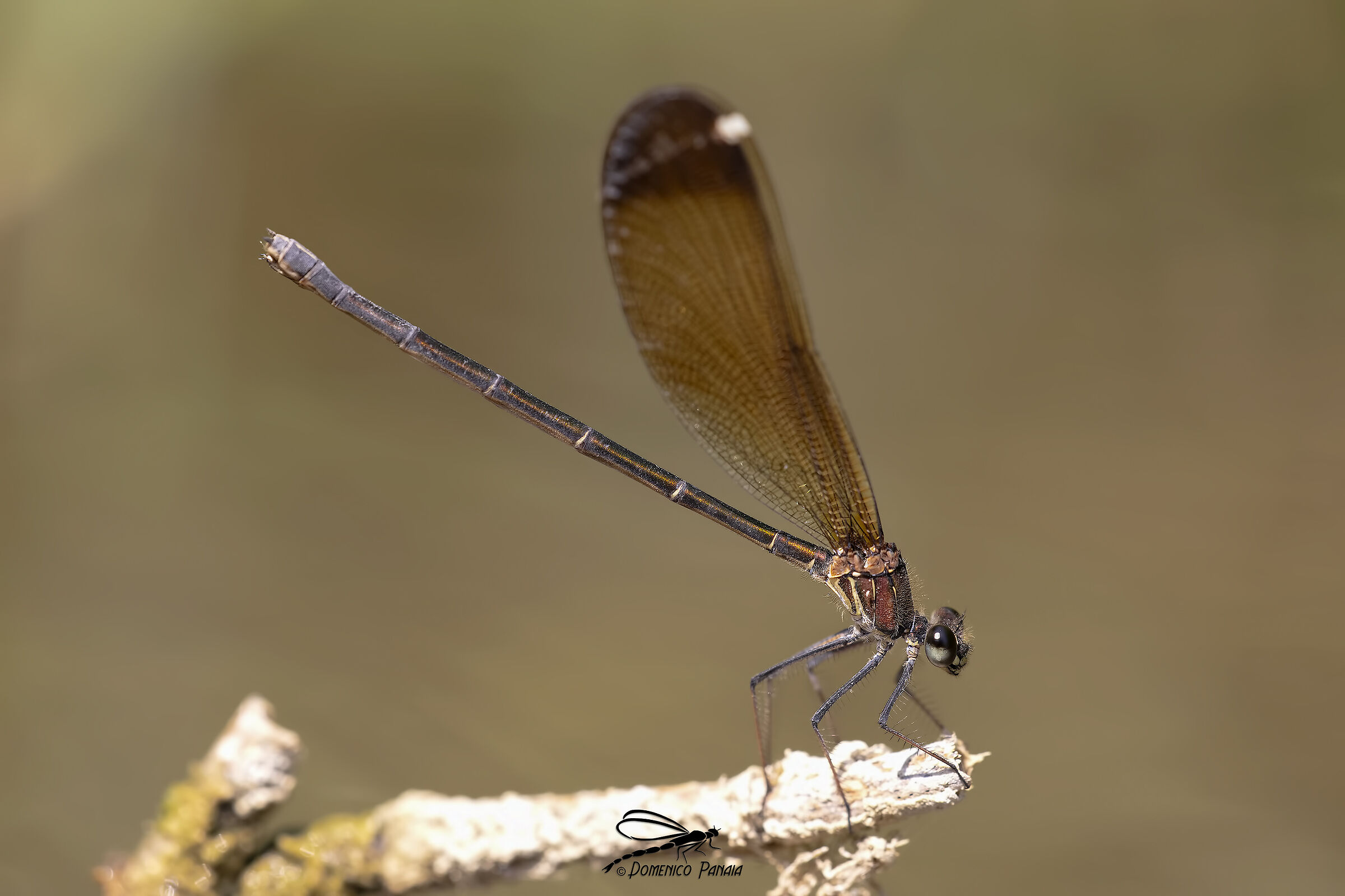 Calopteryx haemorrhoidalis female
