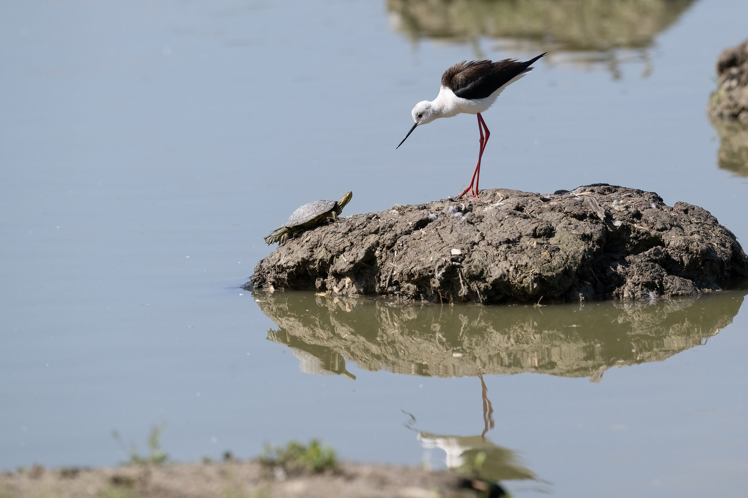 Knight of Italy against turtle