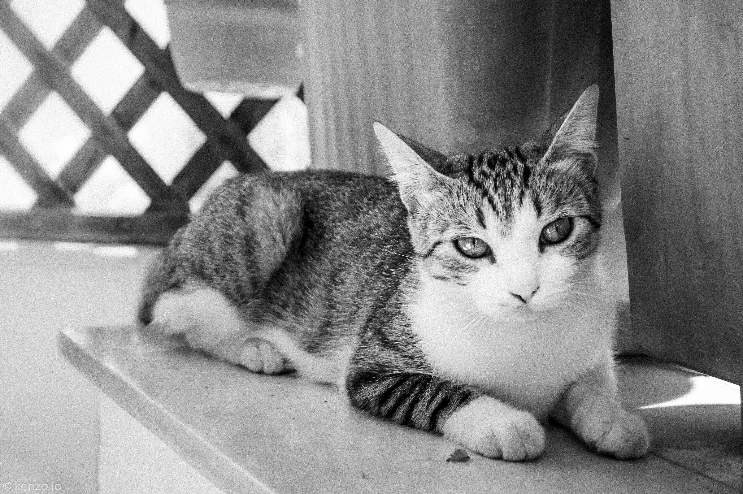 ilford cat