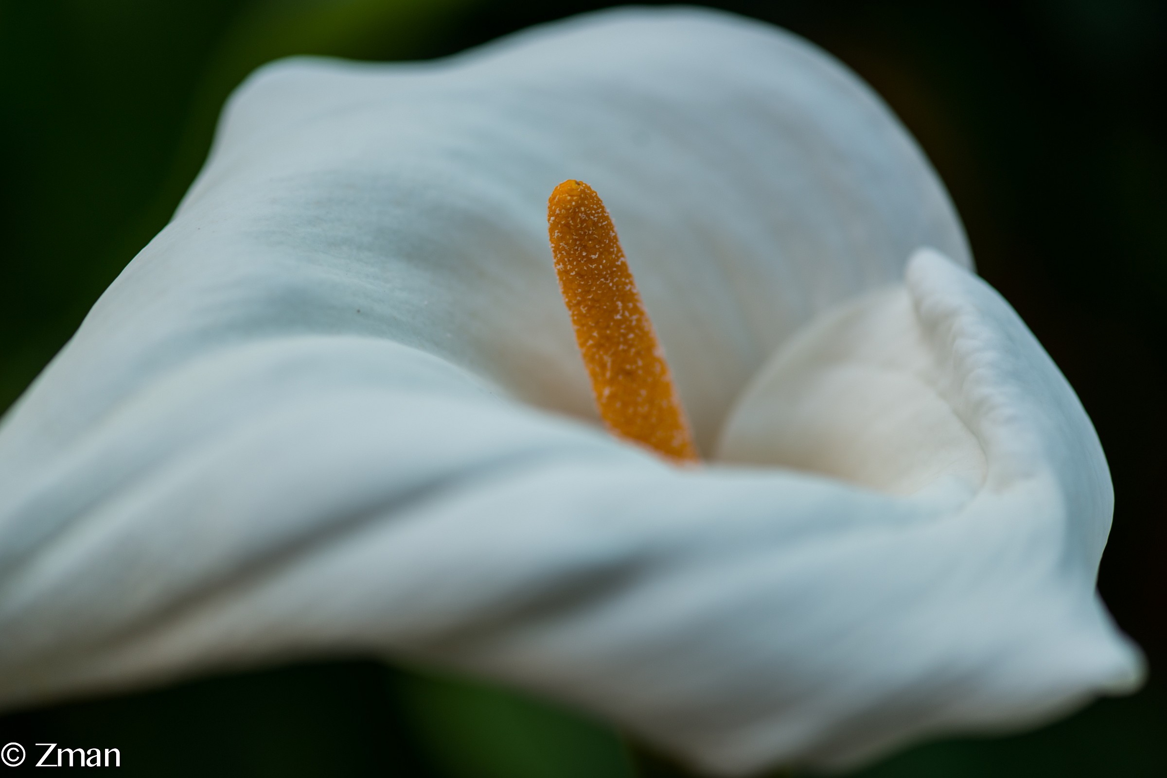 Bianco Lilly
