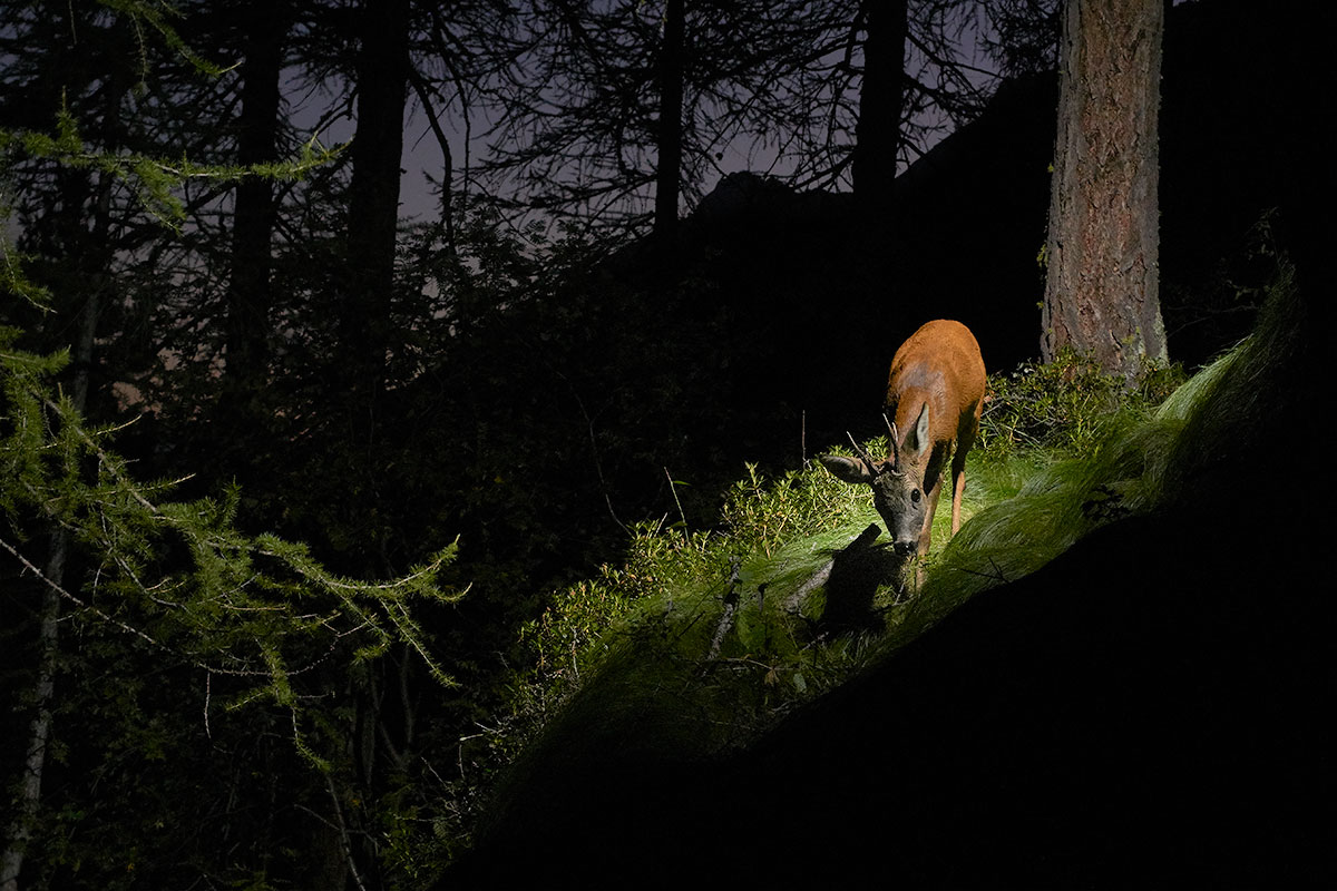 Roe deer