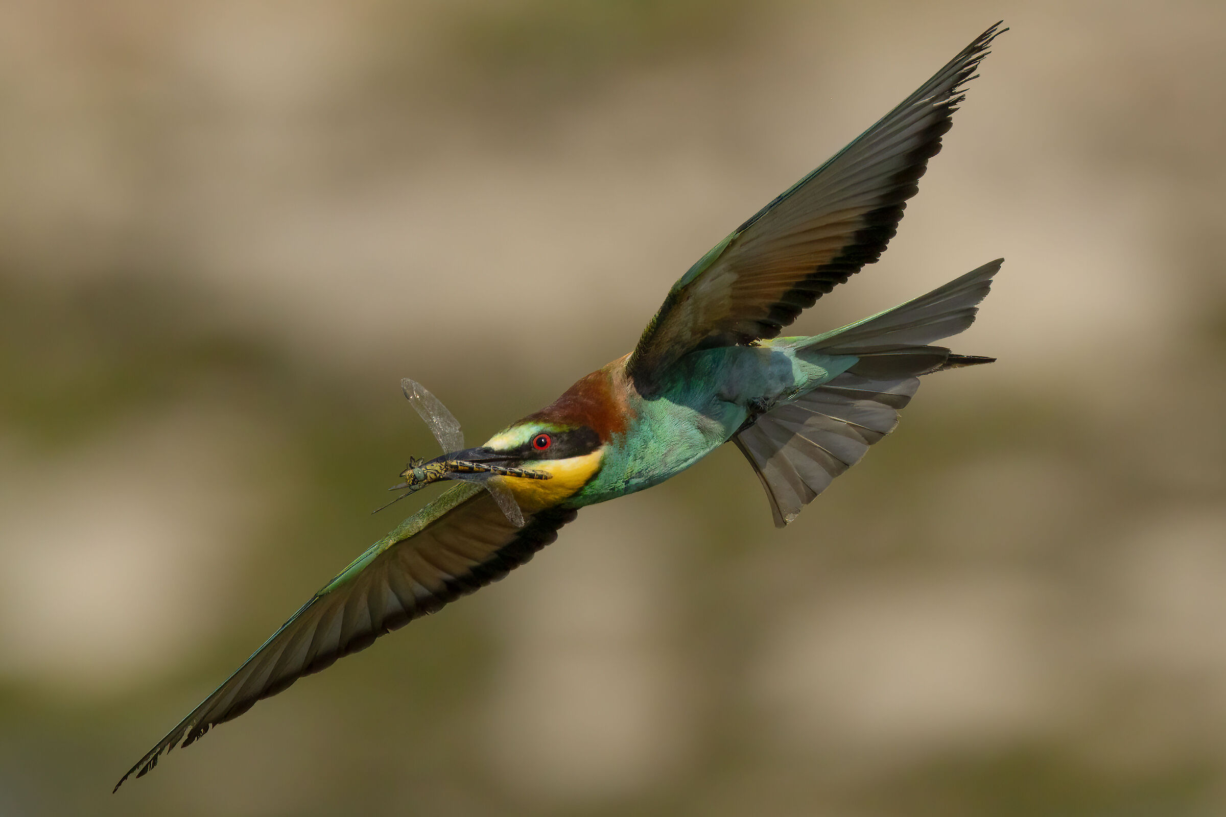 Bee-eater with dragonfly