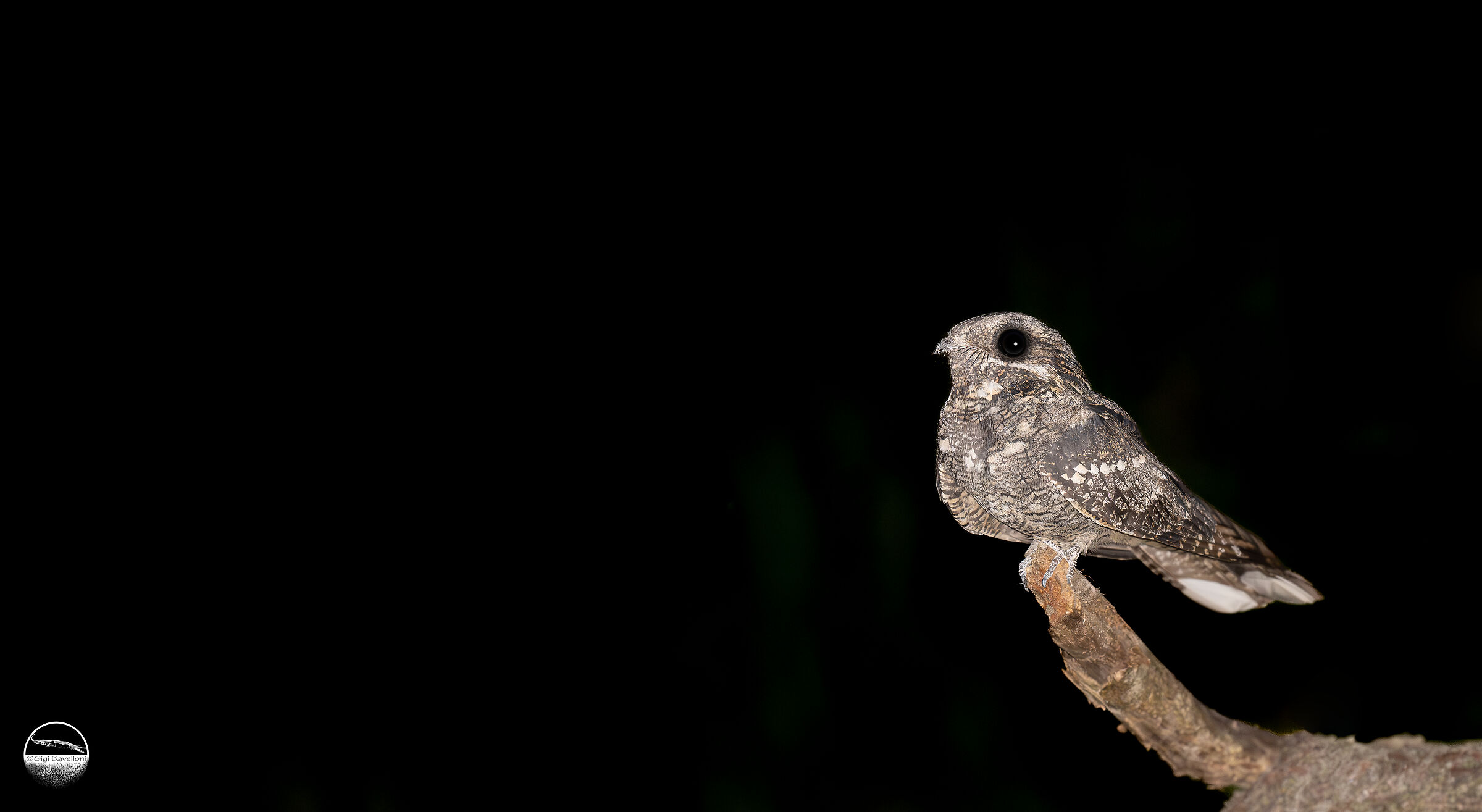 nightjar