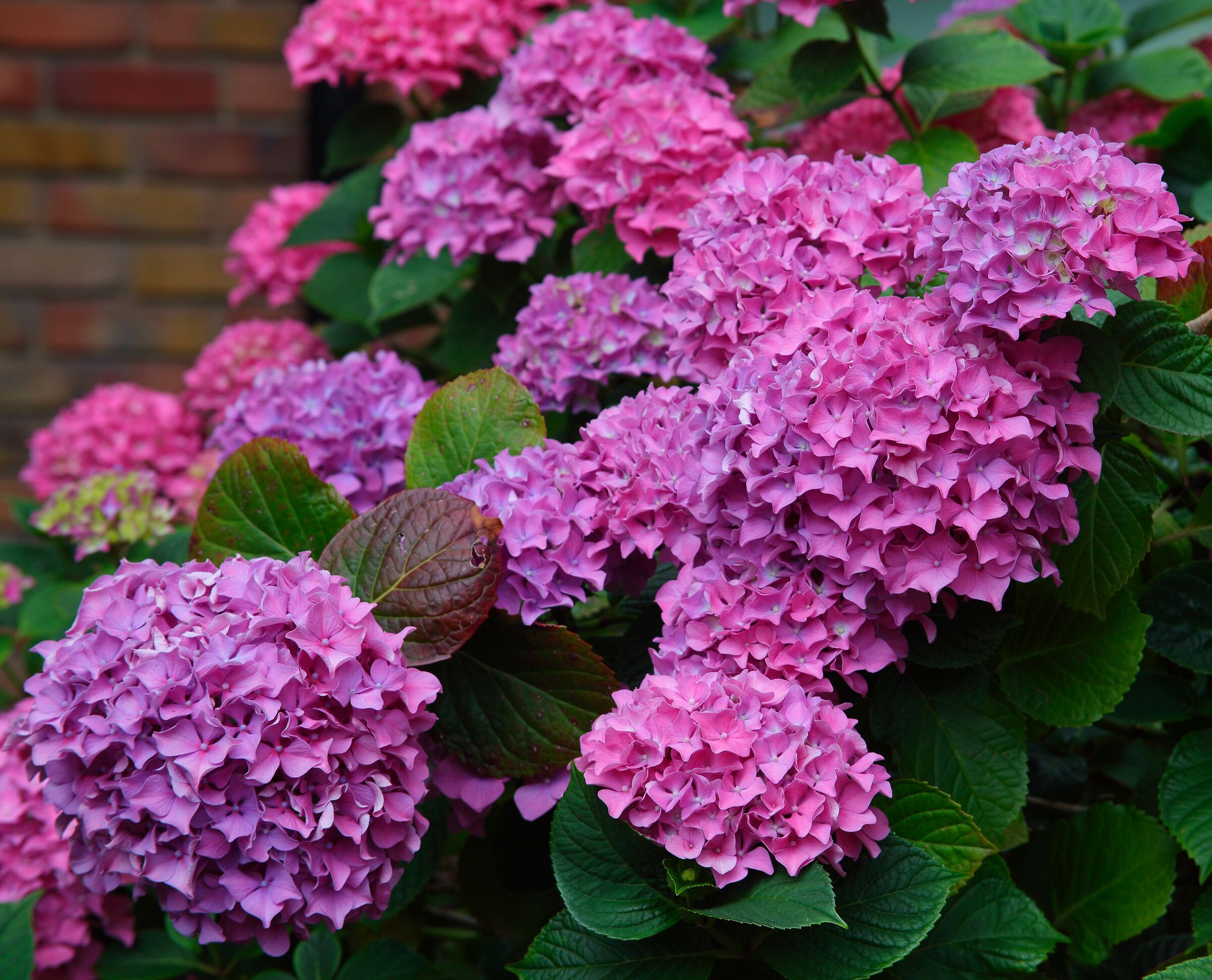 Deep pink