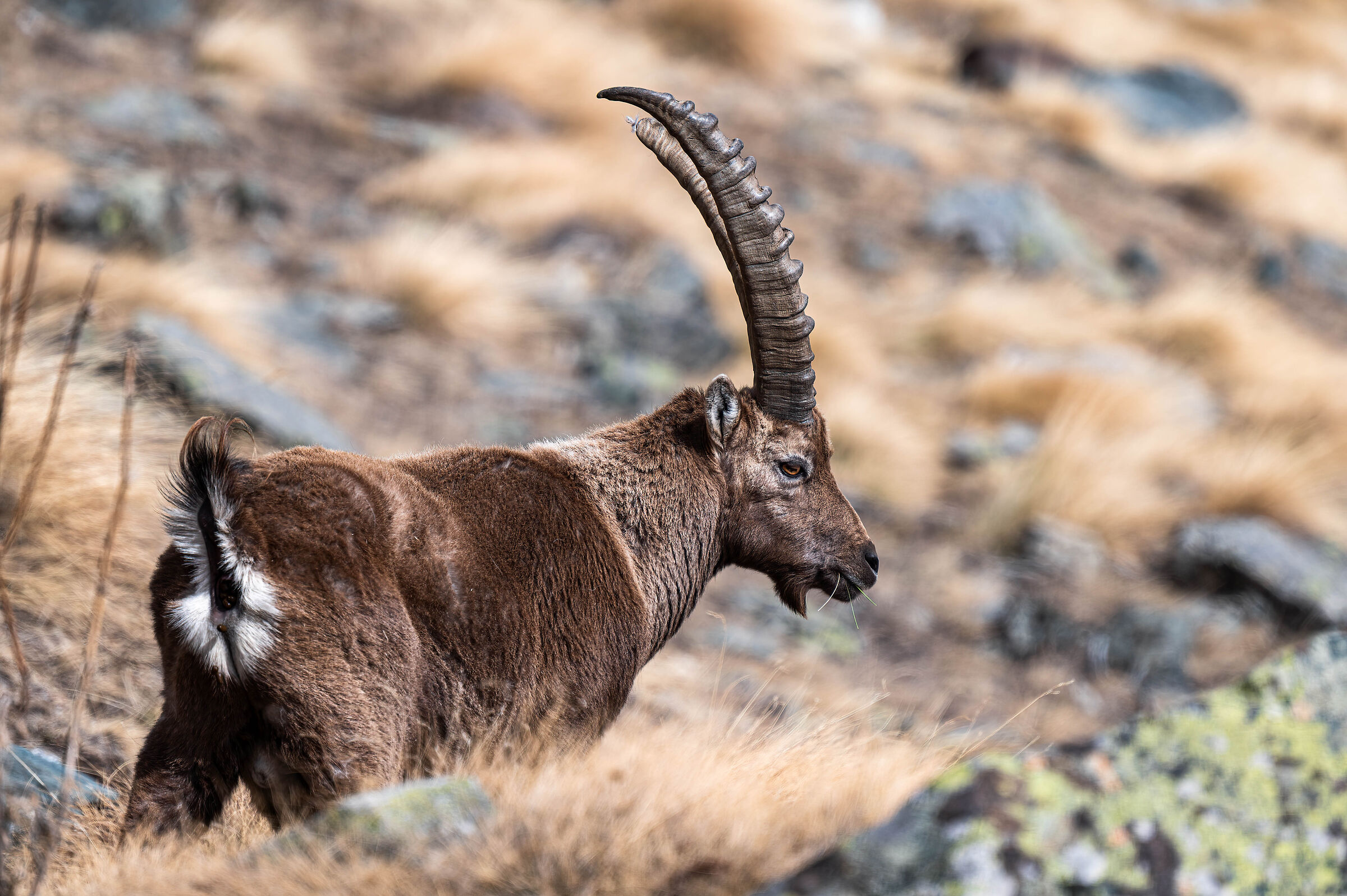 ibex